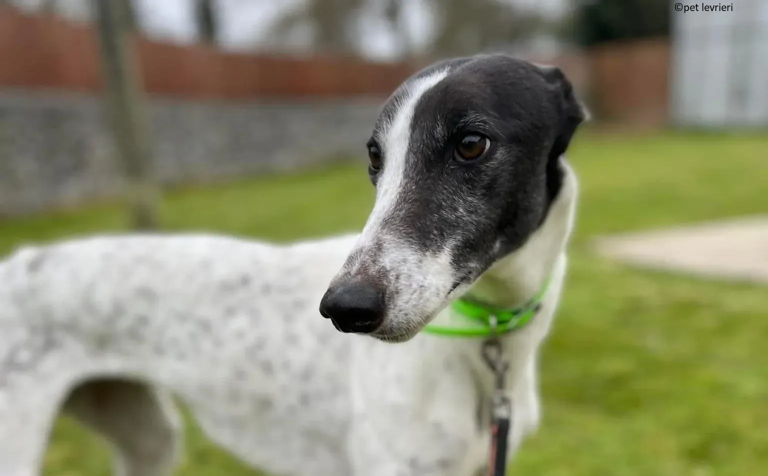 Mary adozione levriero greyhound5 e1649744043691