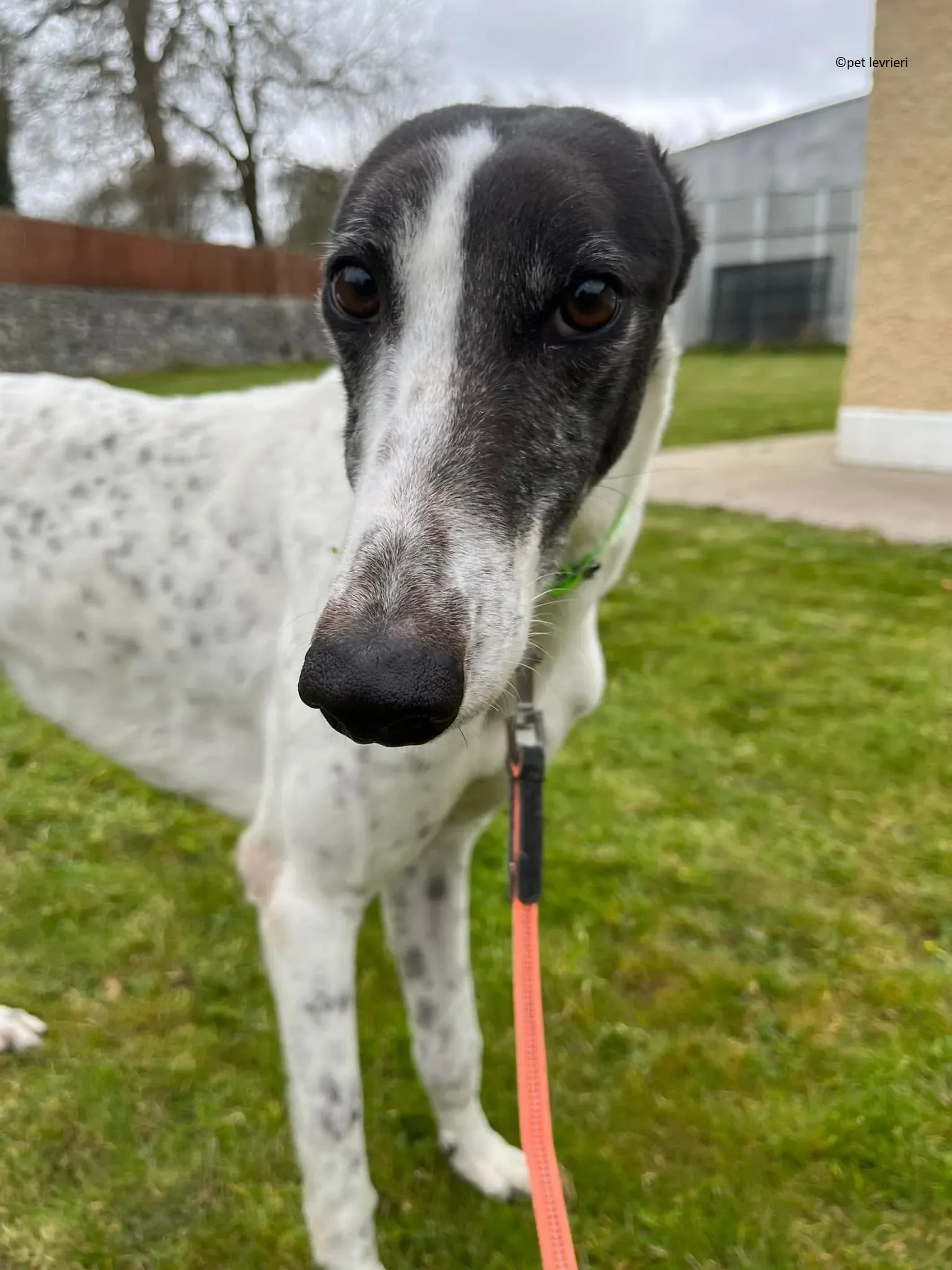 Mary adozione levriero greyhound6