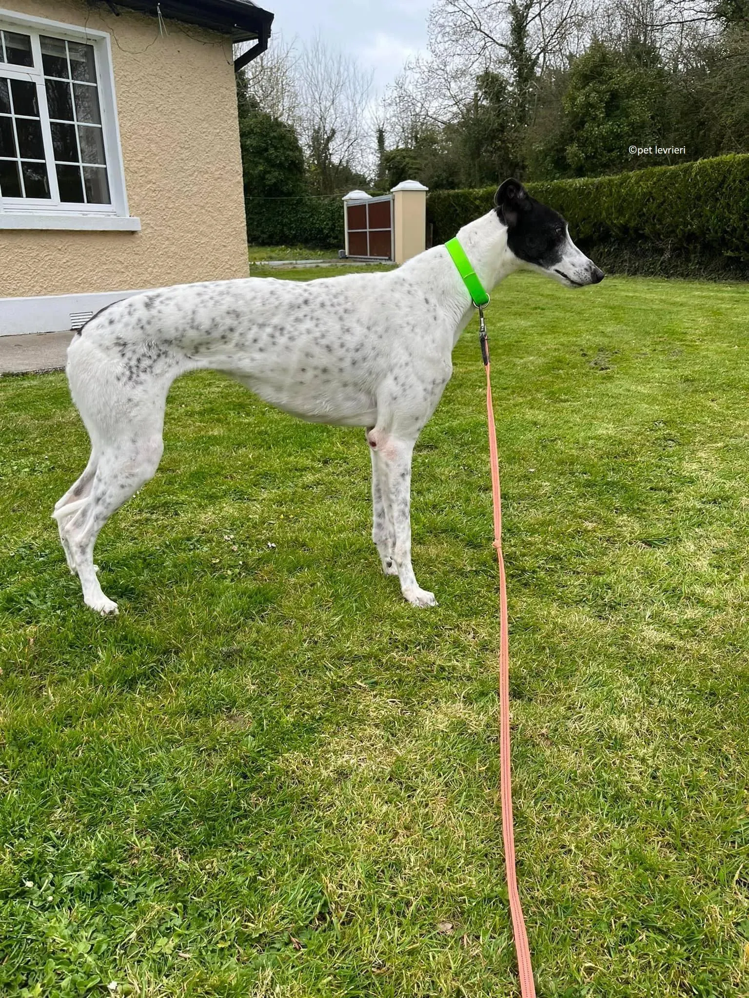 Mary adozione levriero greyhound7