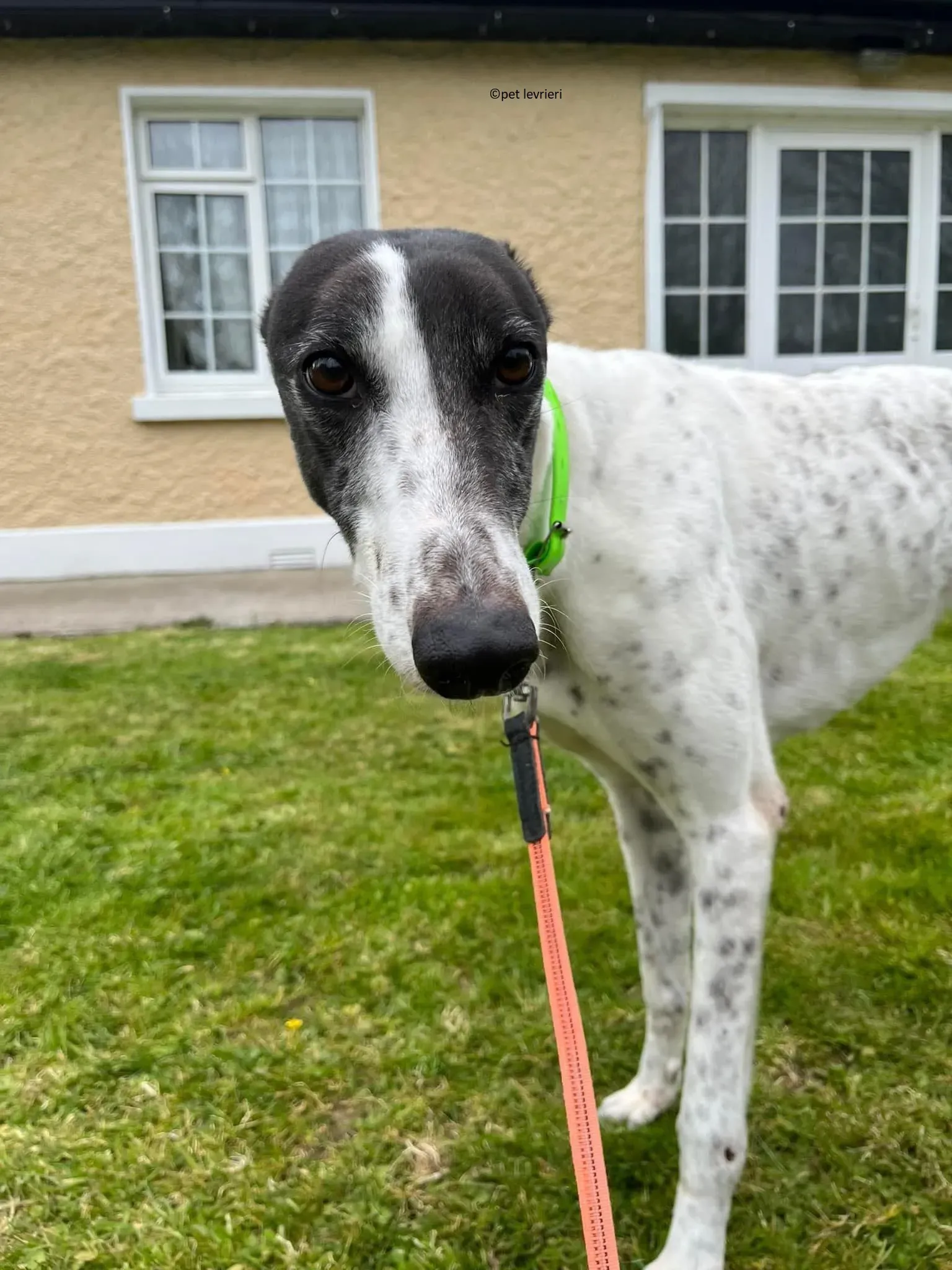 Mary adozione levriero greyhound8