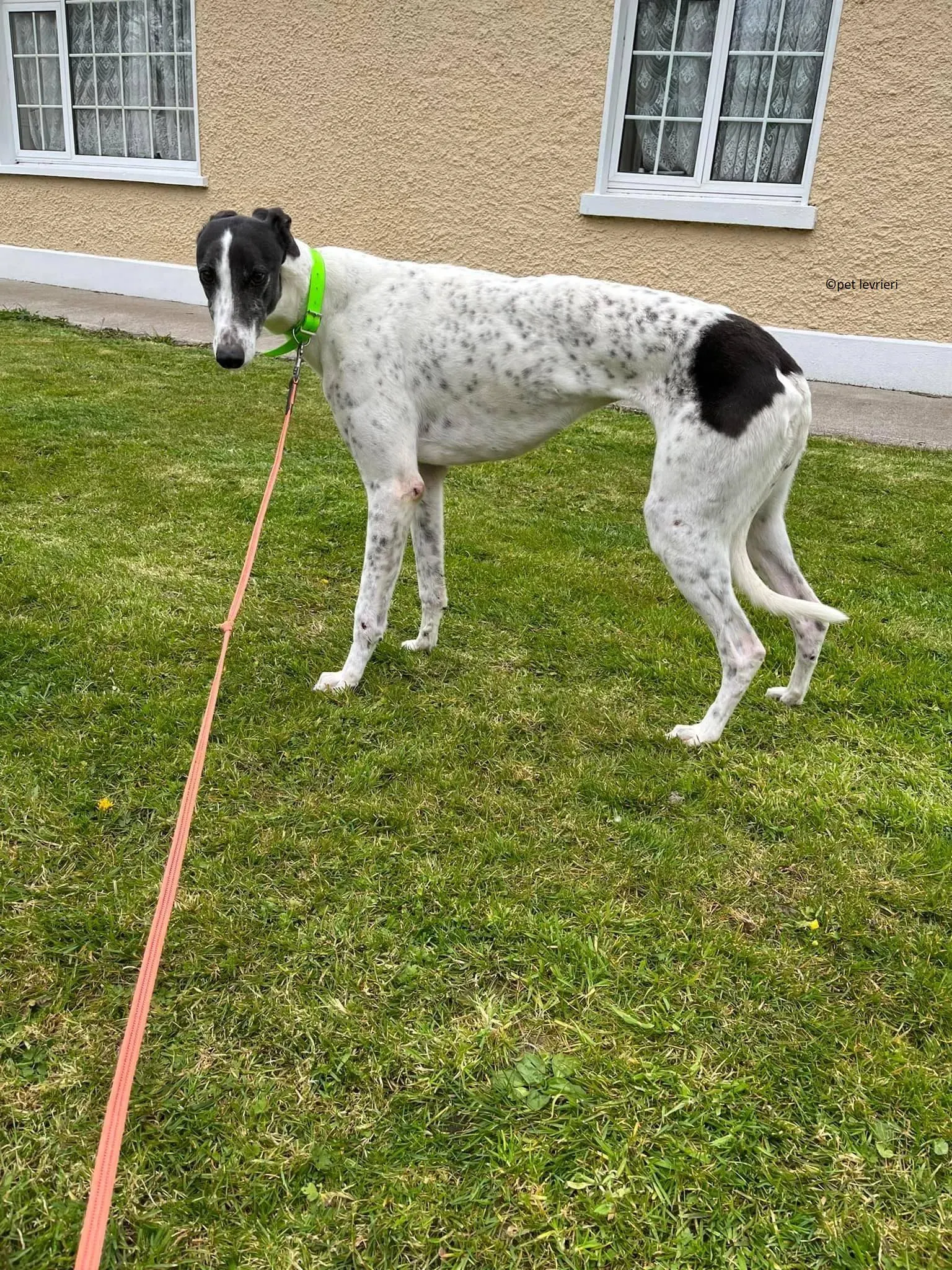 Mary adozione levriero greyhound9