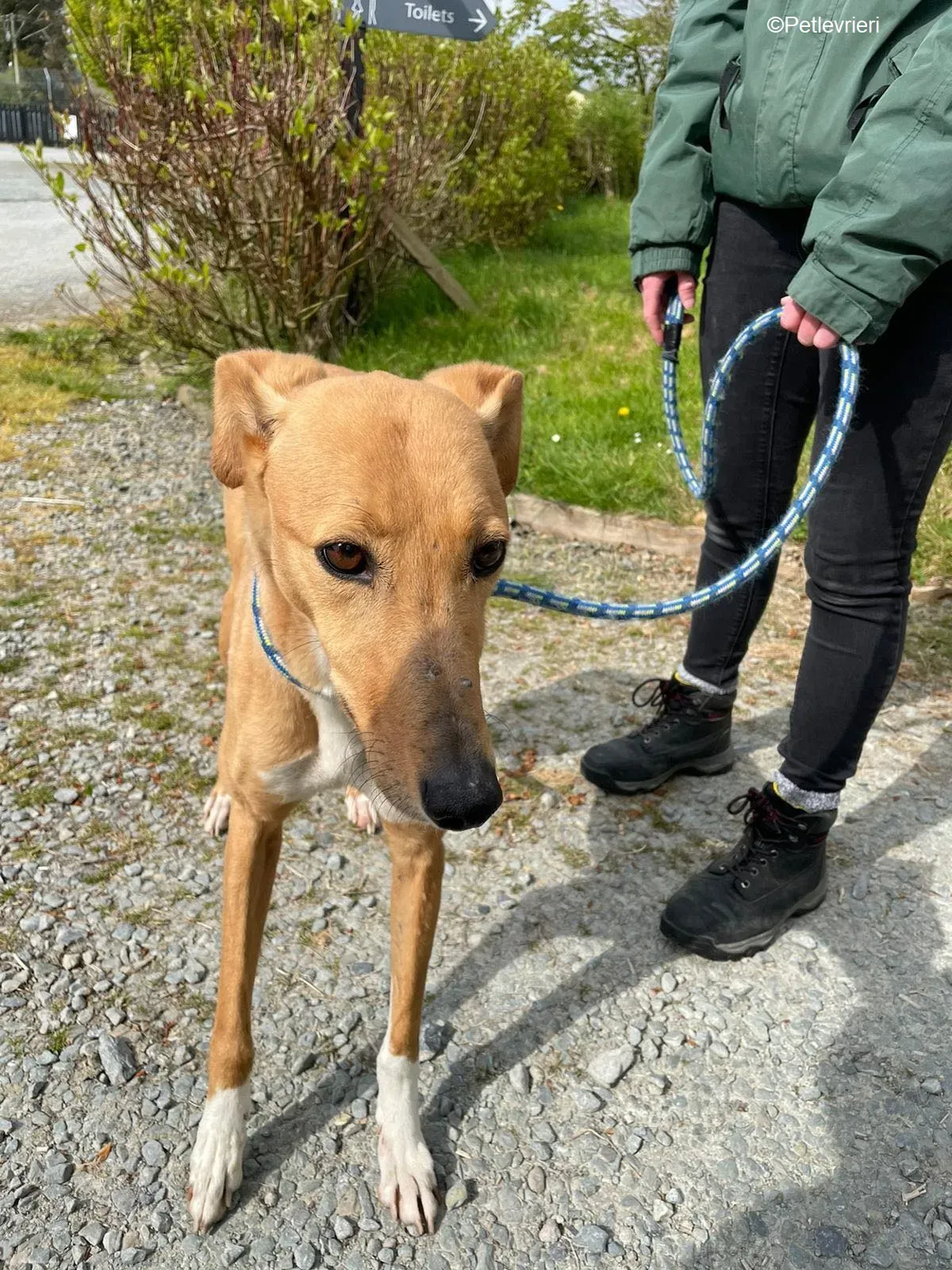 MaryAnn adozione levrieri greyhound 1