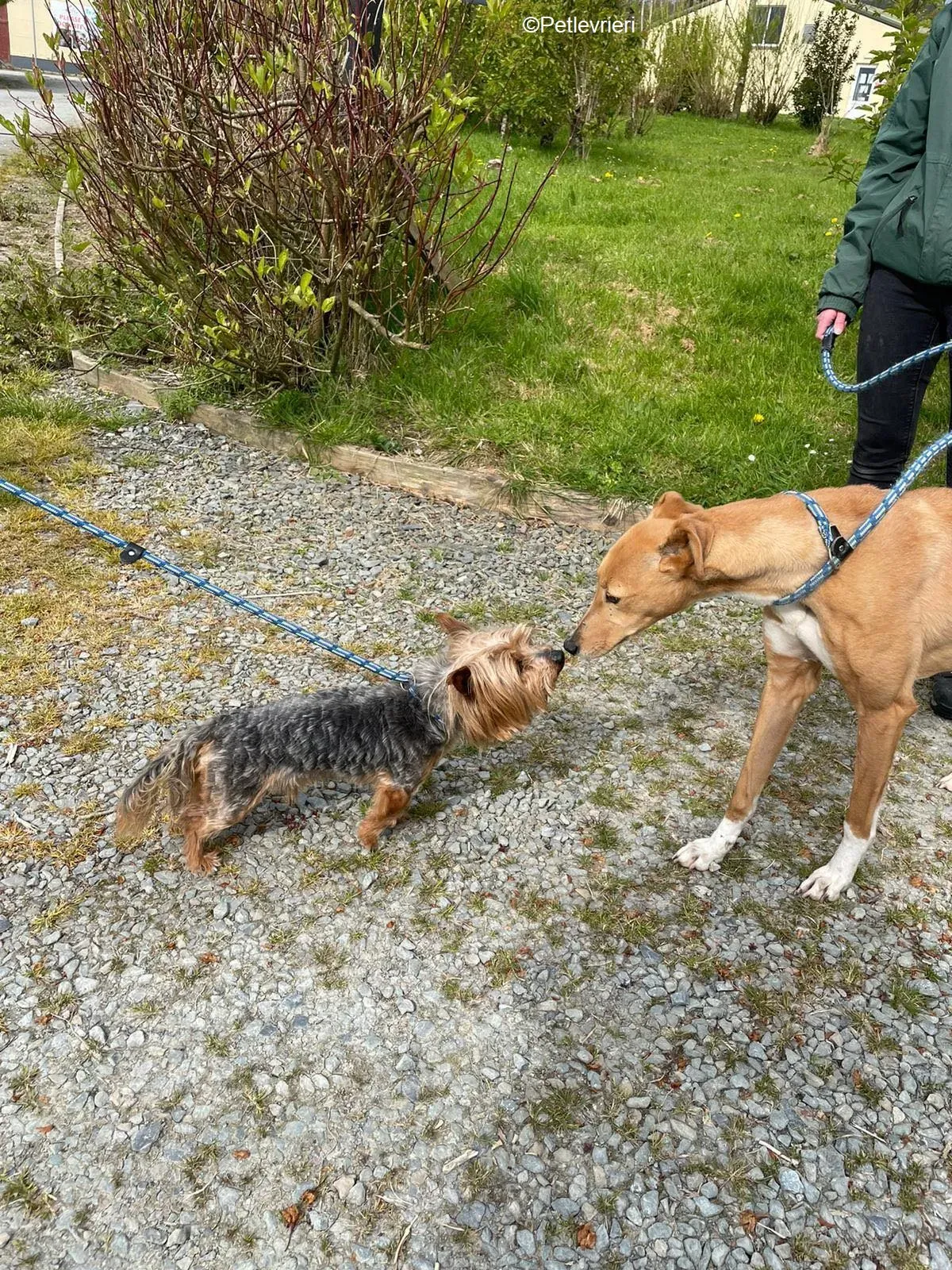 MaryAnn adozione levrieri greyhound 10