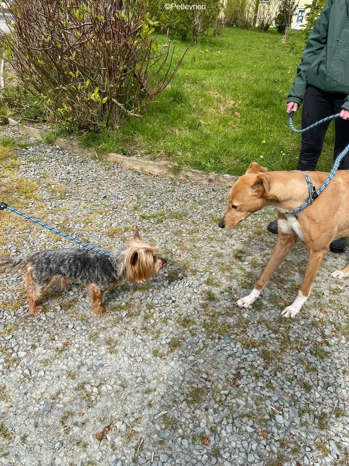 MaryAnn adozione levrieri greyhound 11