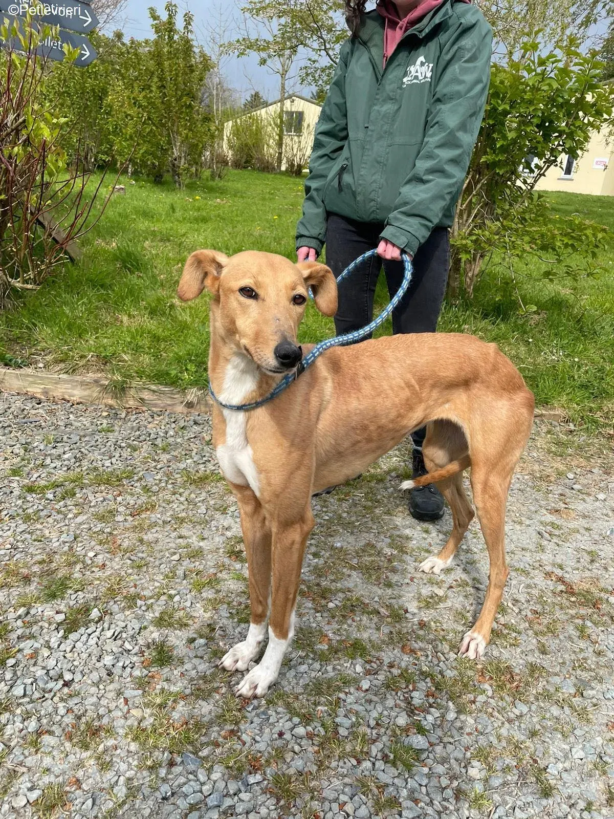 MaryAnn adozione levrieri greyhound 12