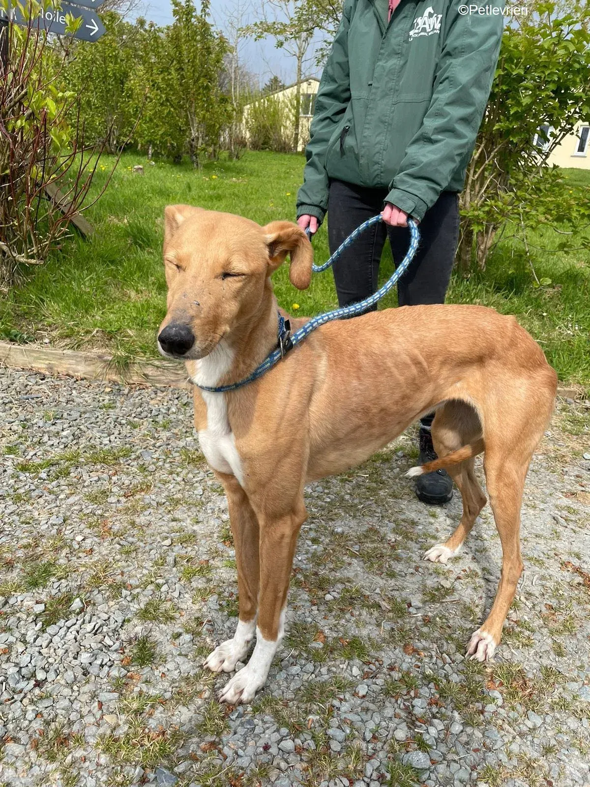 MaryAnn adozione levrieri greyhound 13