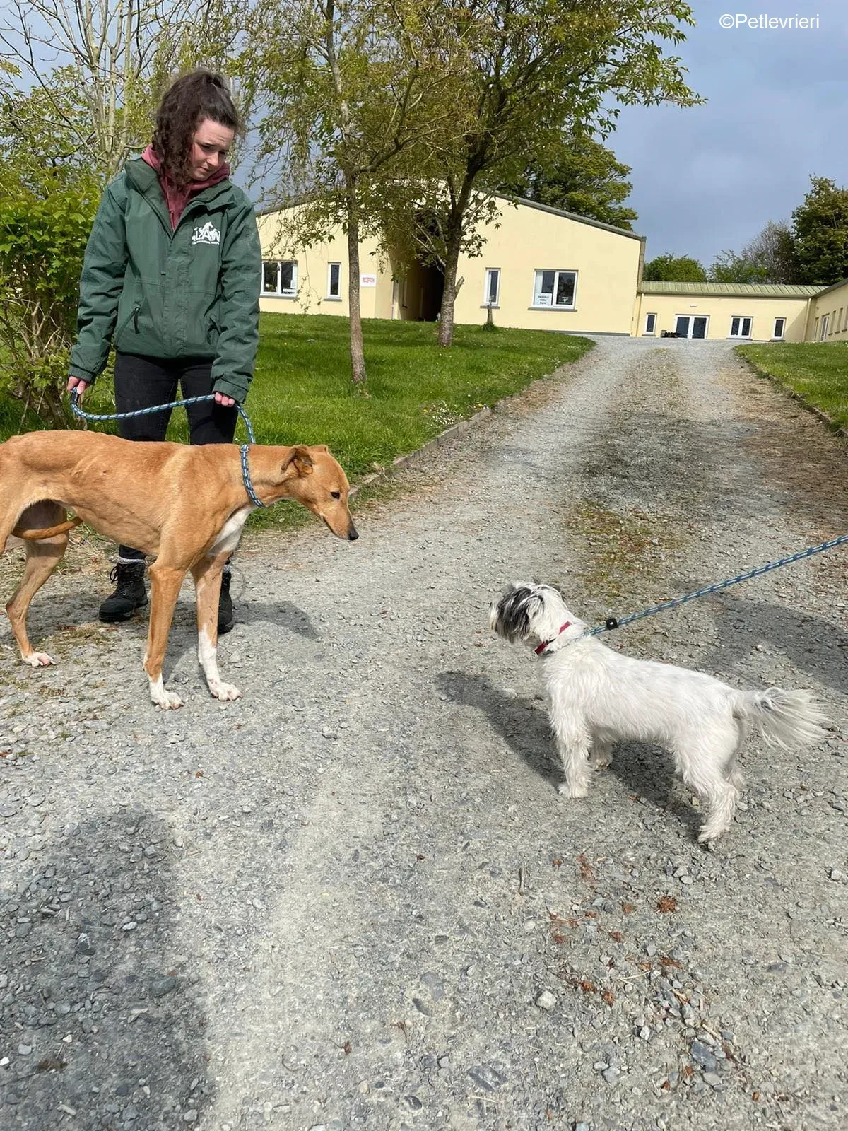 MaryAnn adozione levrieri greyhound 14