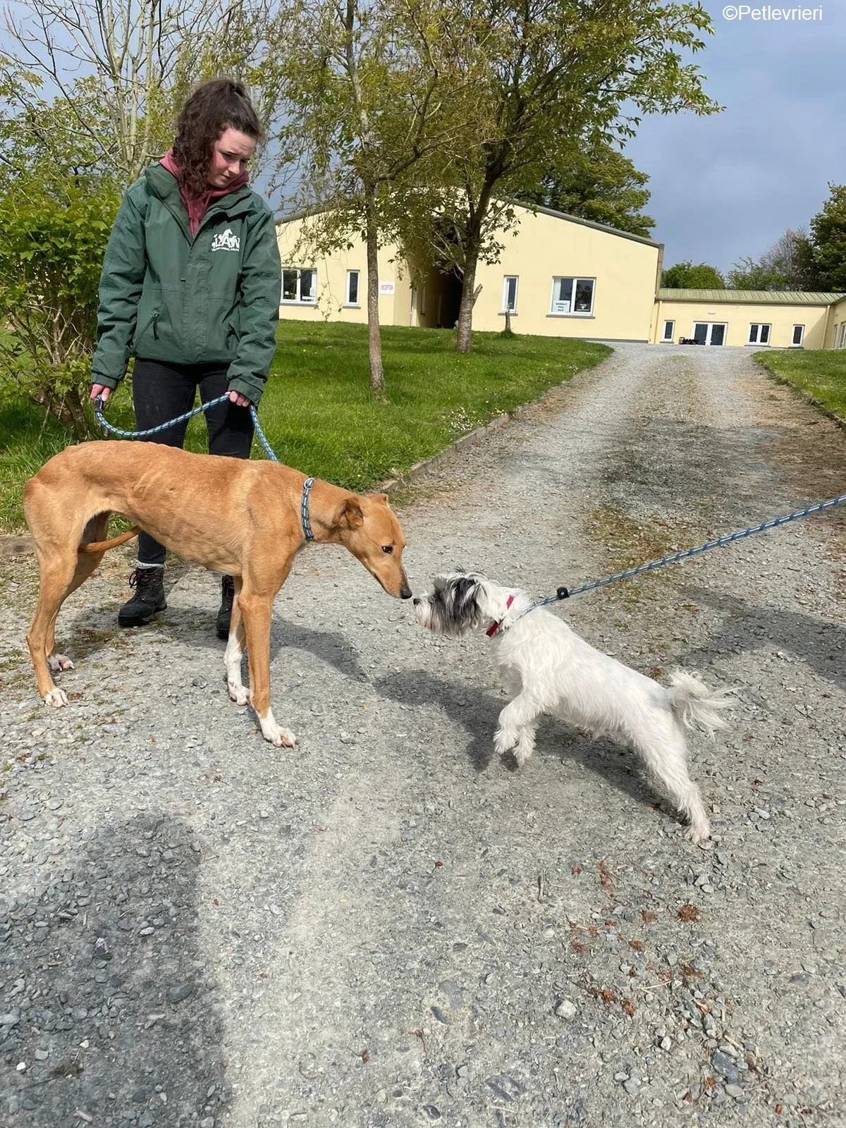 MaryAnn adozione levrieri greyhound 15