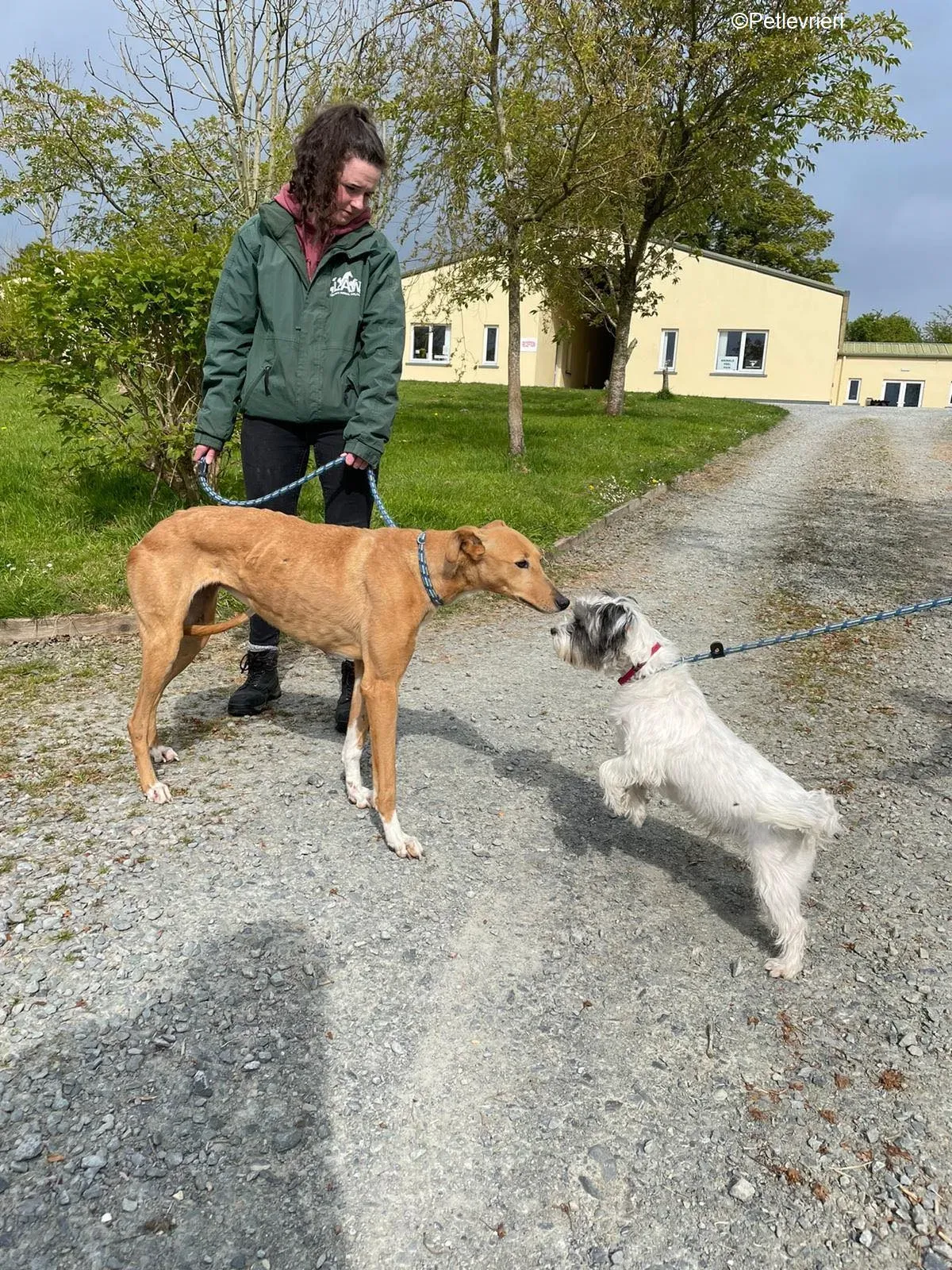 MaryAnn adozione levrieri greyhound 16