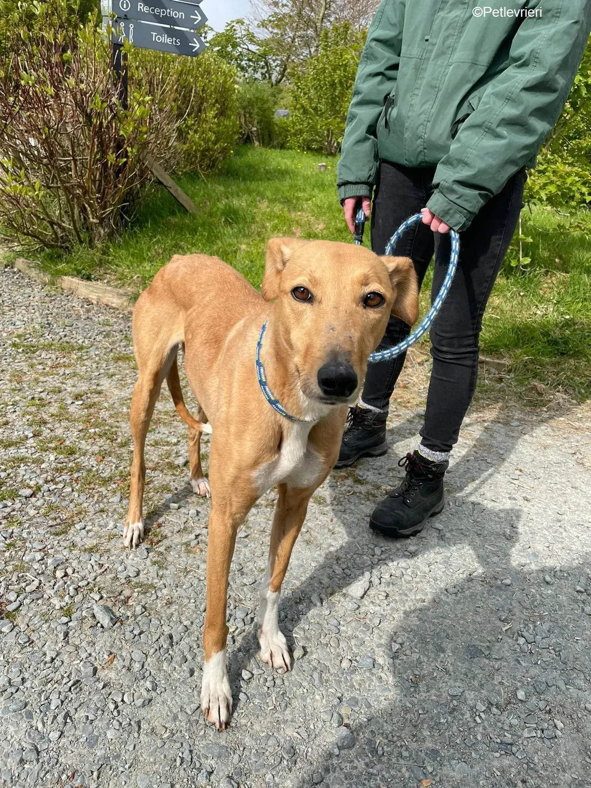 MaryAnn adozione levrieri greyhound 17