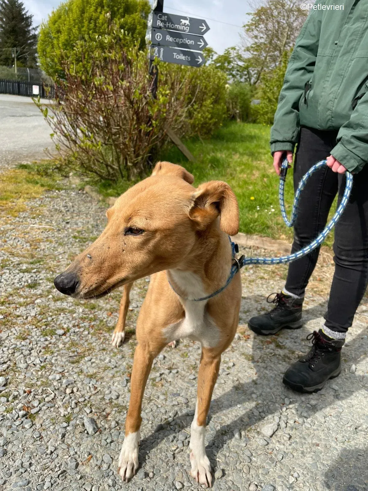 MaryAnn adozione levrieri greyhound 2