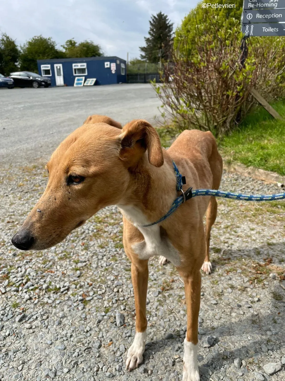 MaryAnn adozione levrieri greyhound 3