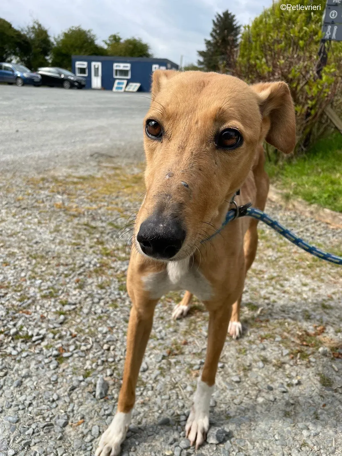 MaryAnn adozione levrieri greyhound 4