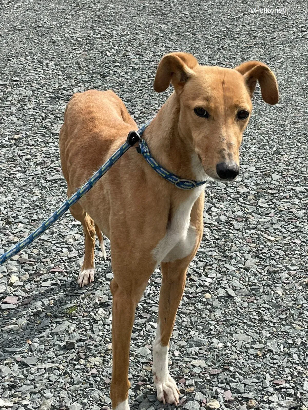 MaryAnn adozione levrieri greyhound 5