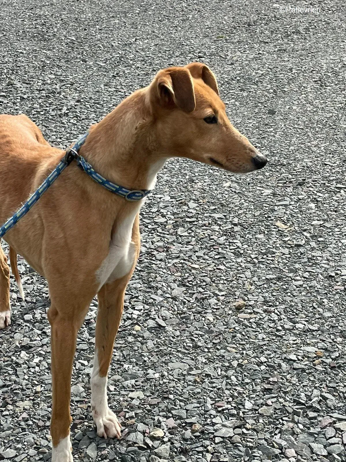 MaryAnn adozione levrieri greyhound 6