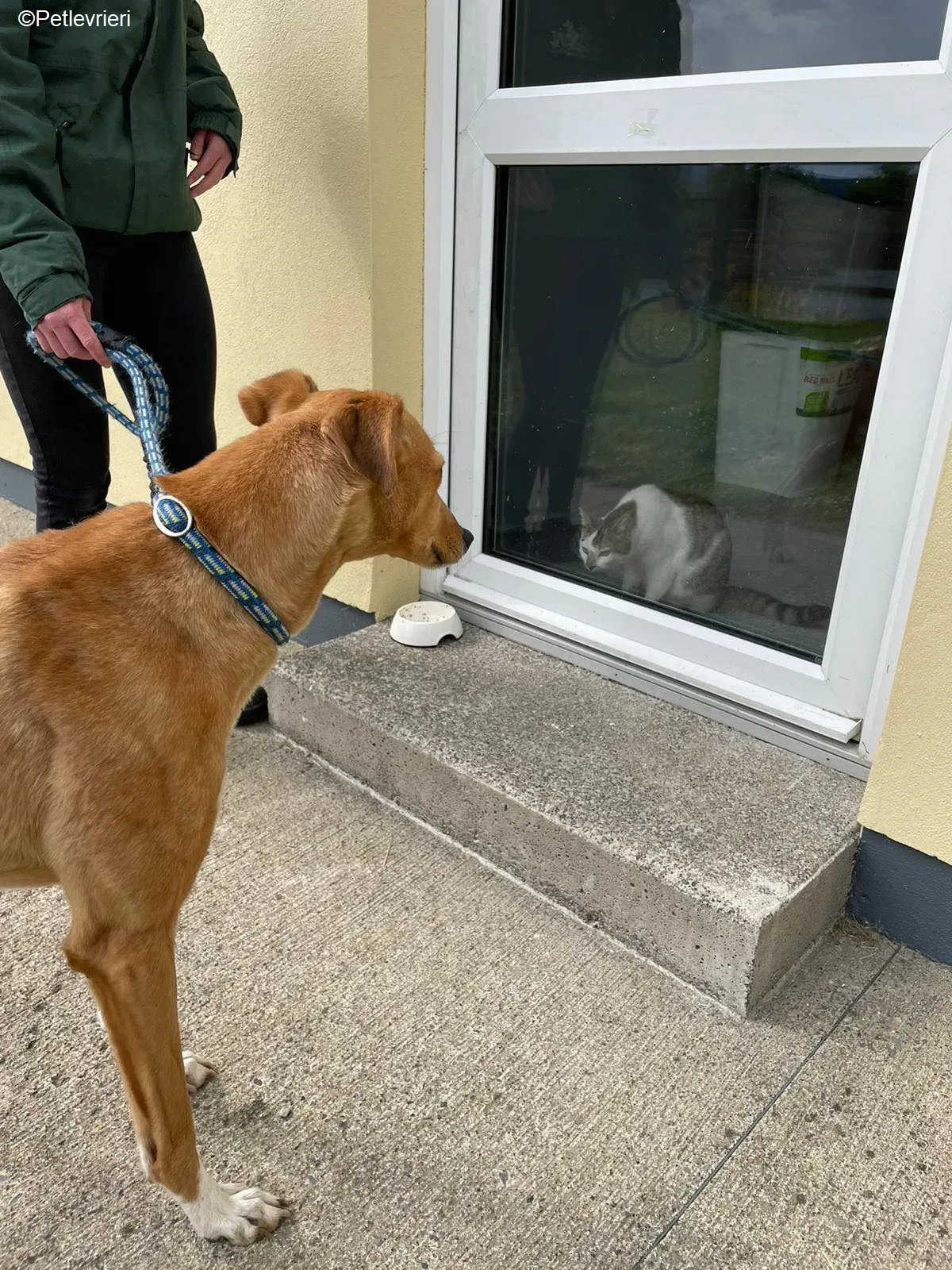 MaryAnn adozione levrieri greyhound 7