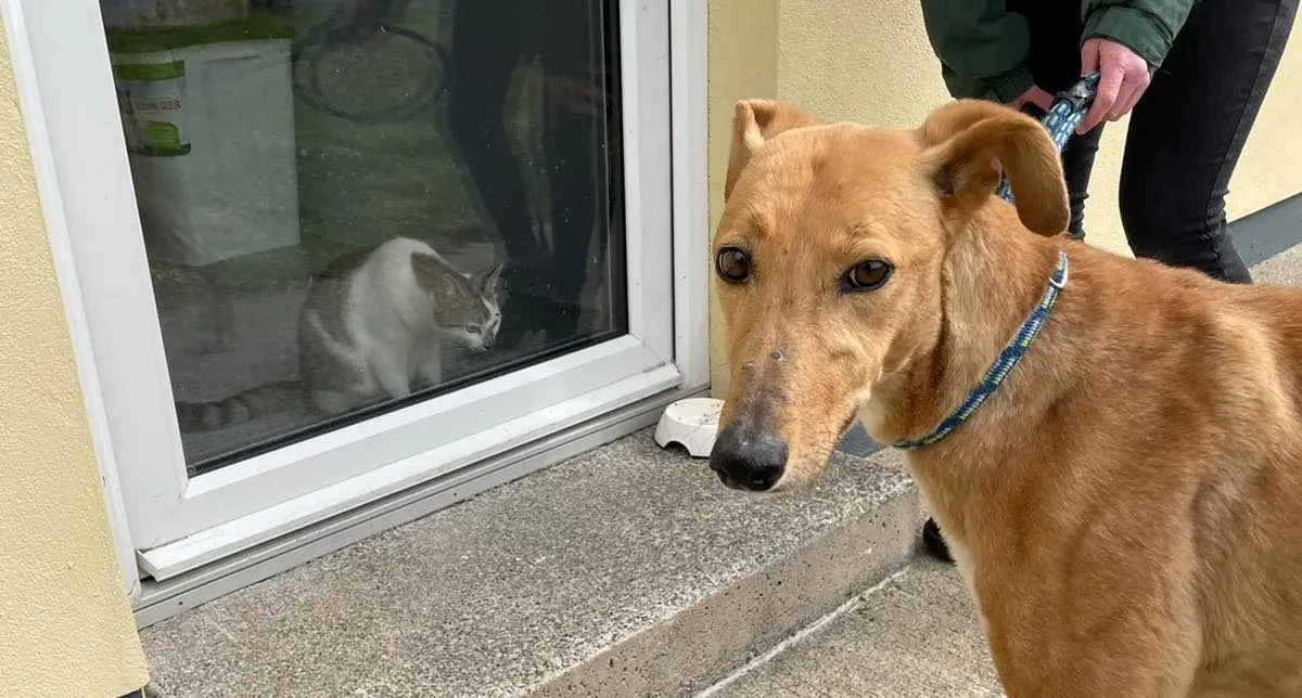 MaryAnn adozione levrieri greyhound 8 e1619898385985