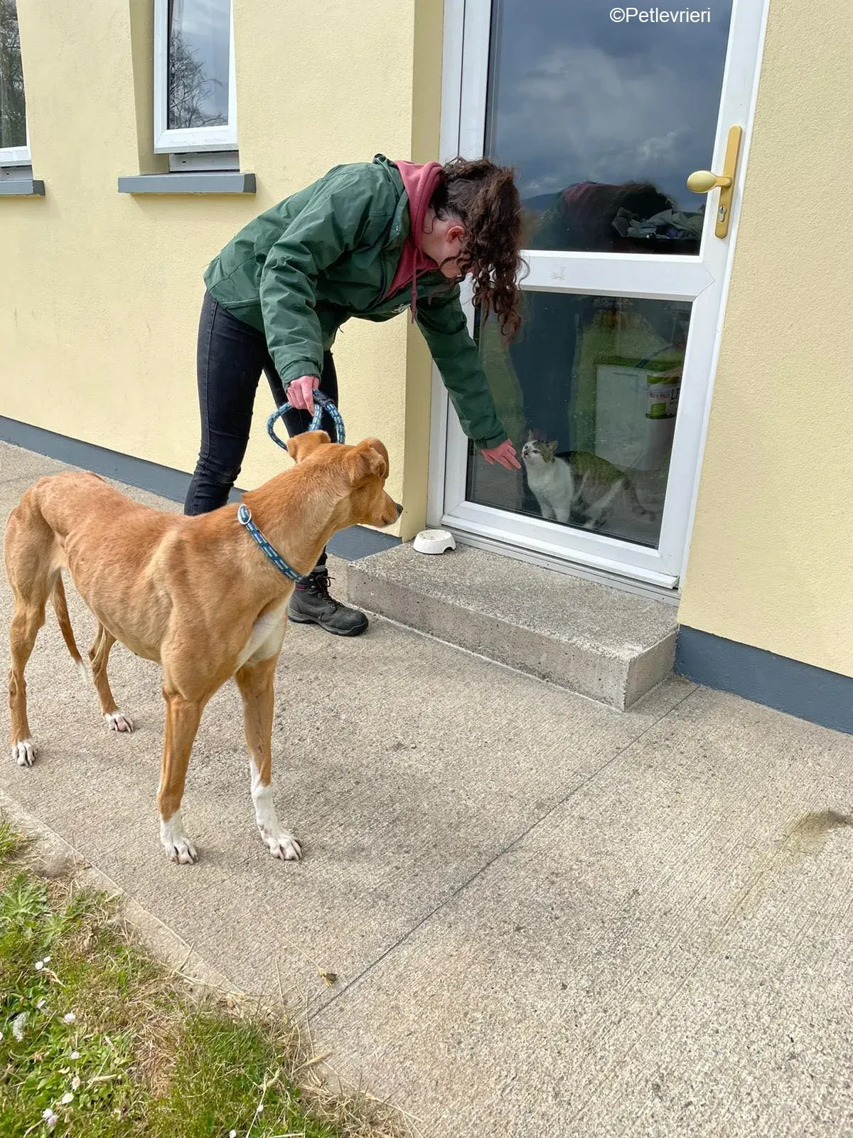 MaryAnn adozione levrieri greyhound 9