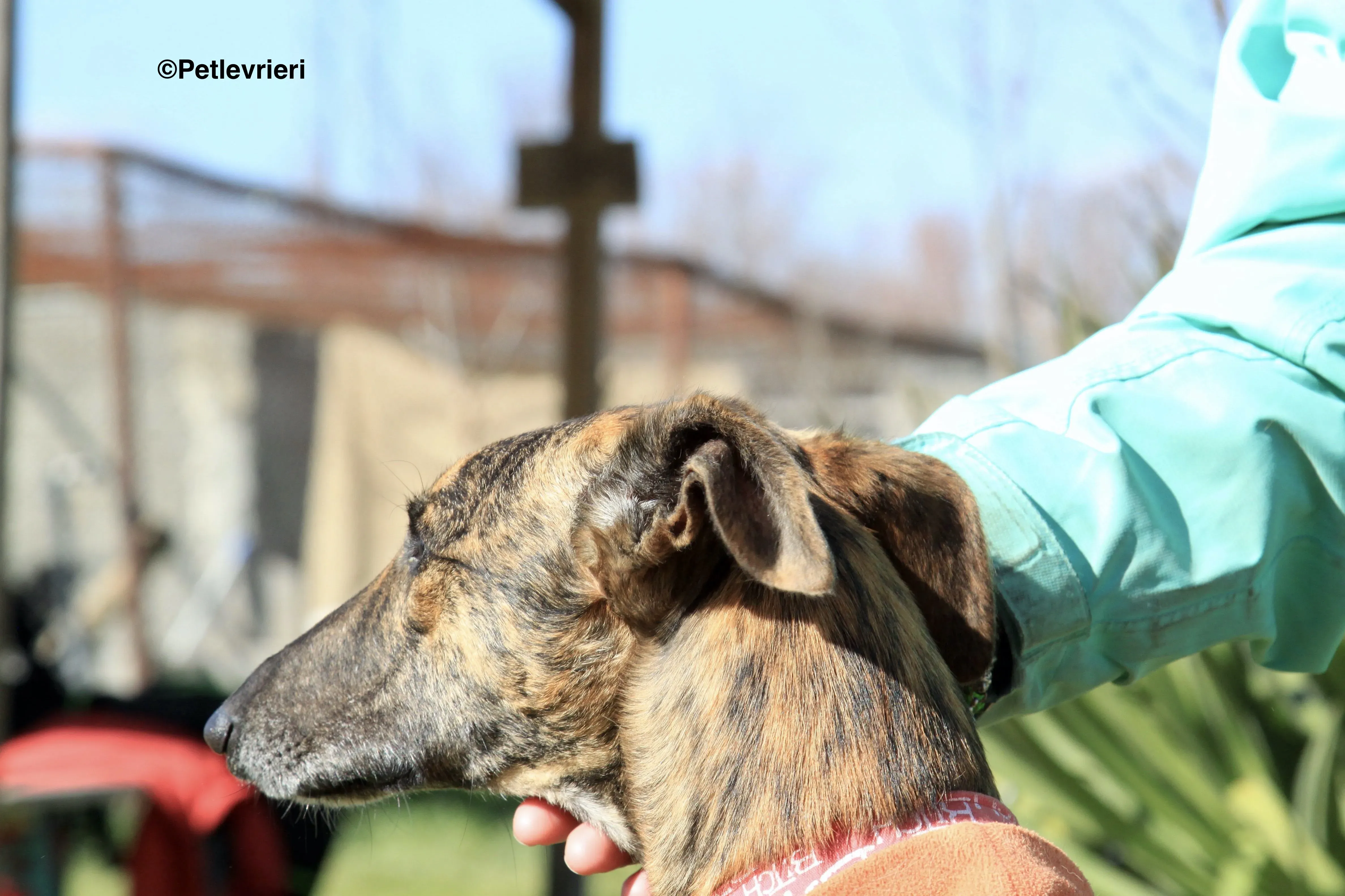 Mateo adozione levrieri galgo 1 2