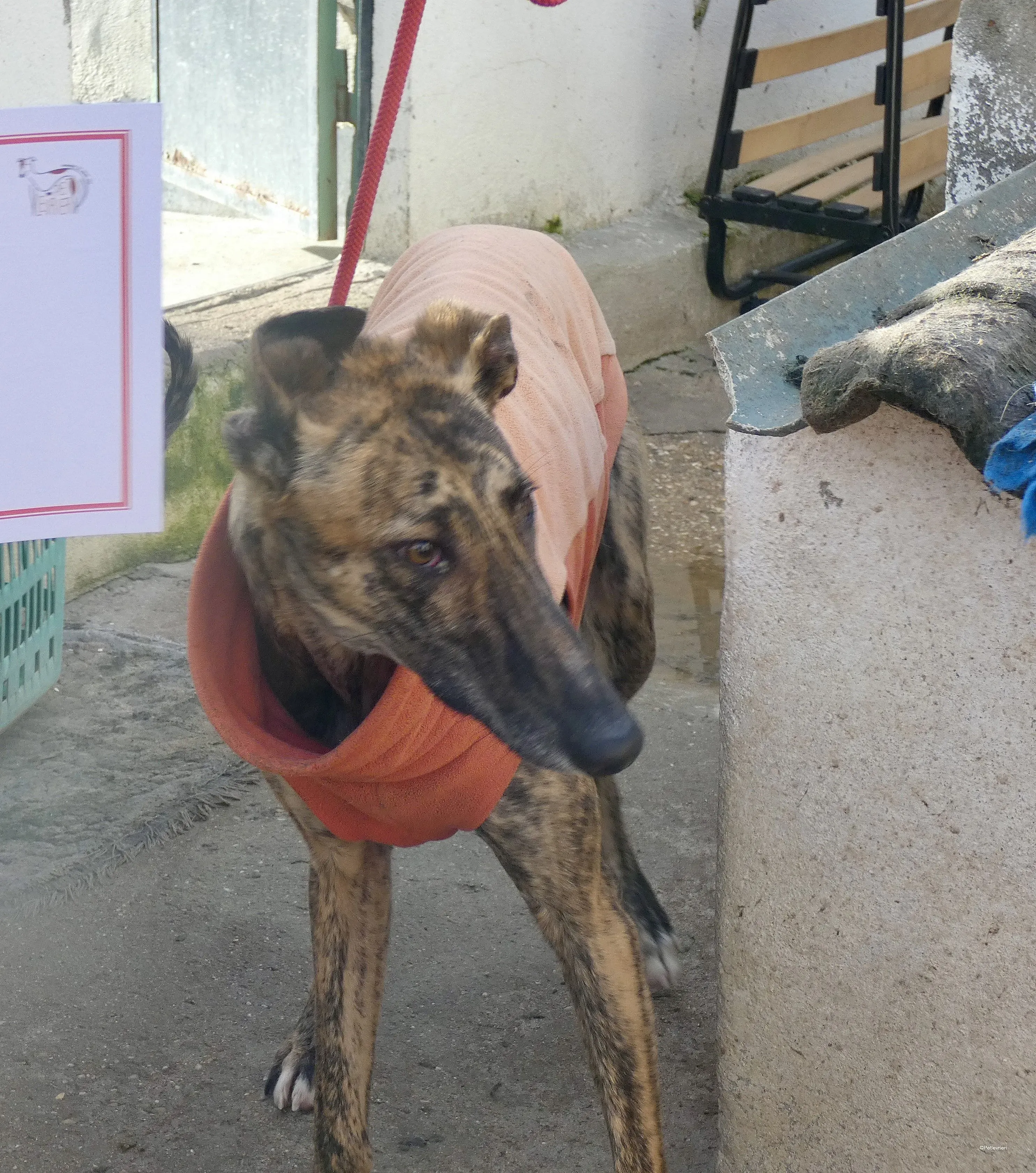 Mateo adozione levrieri galgo 1