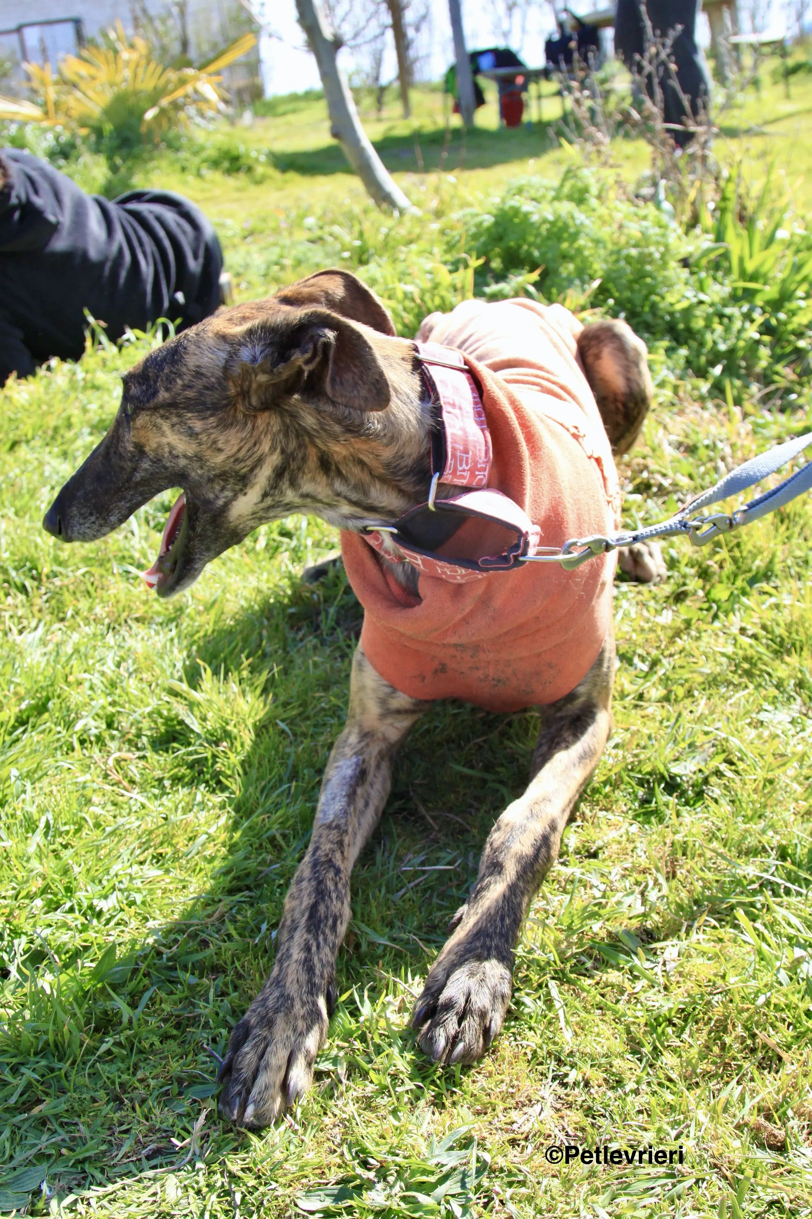 Mateo adozione levrieri galgo 10 2