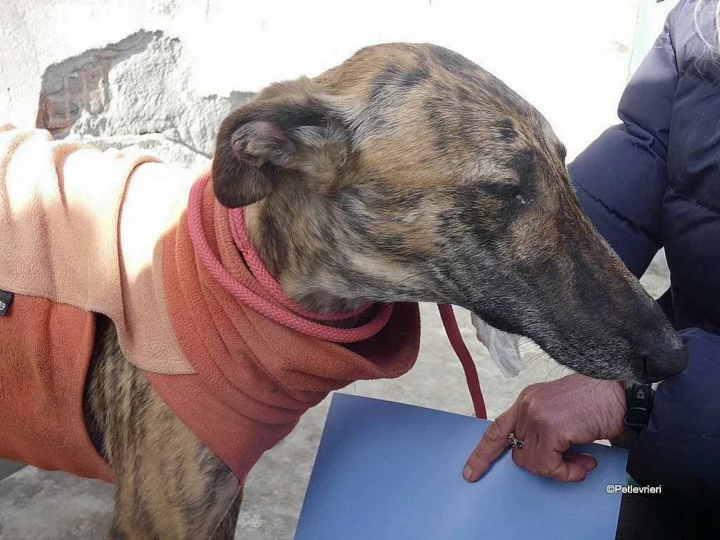 Mateo adozione levrieri galgo 10