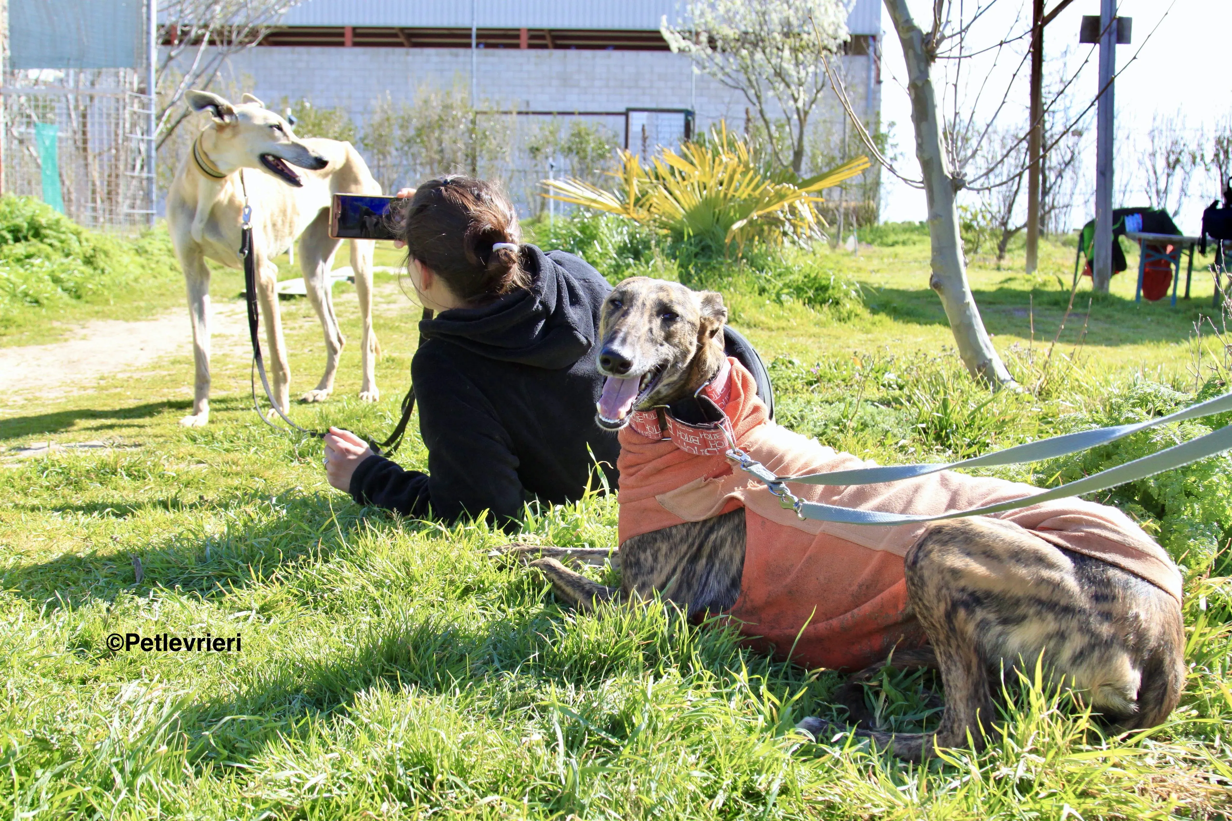 Mateo adozione levrieri galgo 11 2