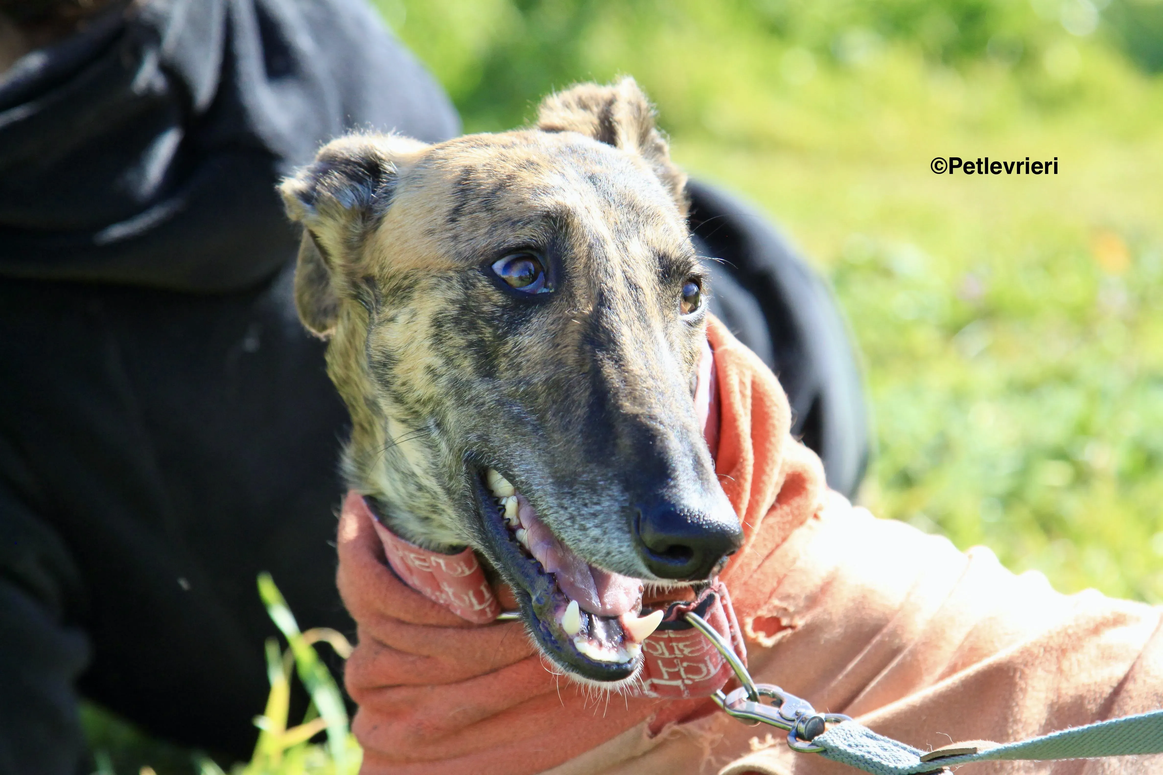 Mateo adozione levrieri galgo 12 2