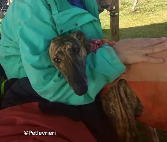 Mateo adozione levrieri galgo 12