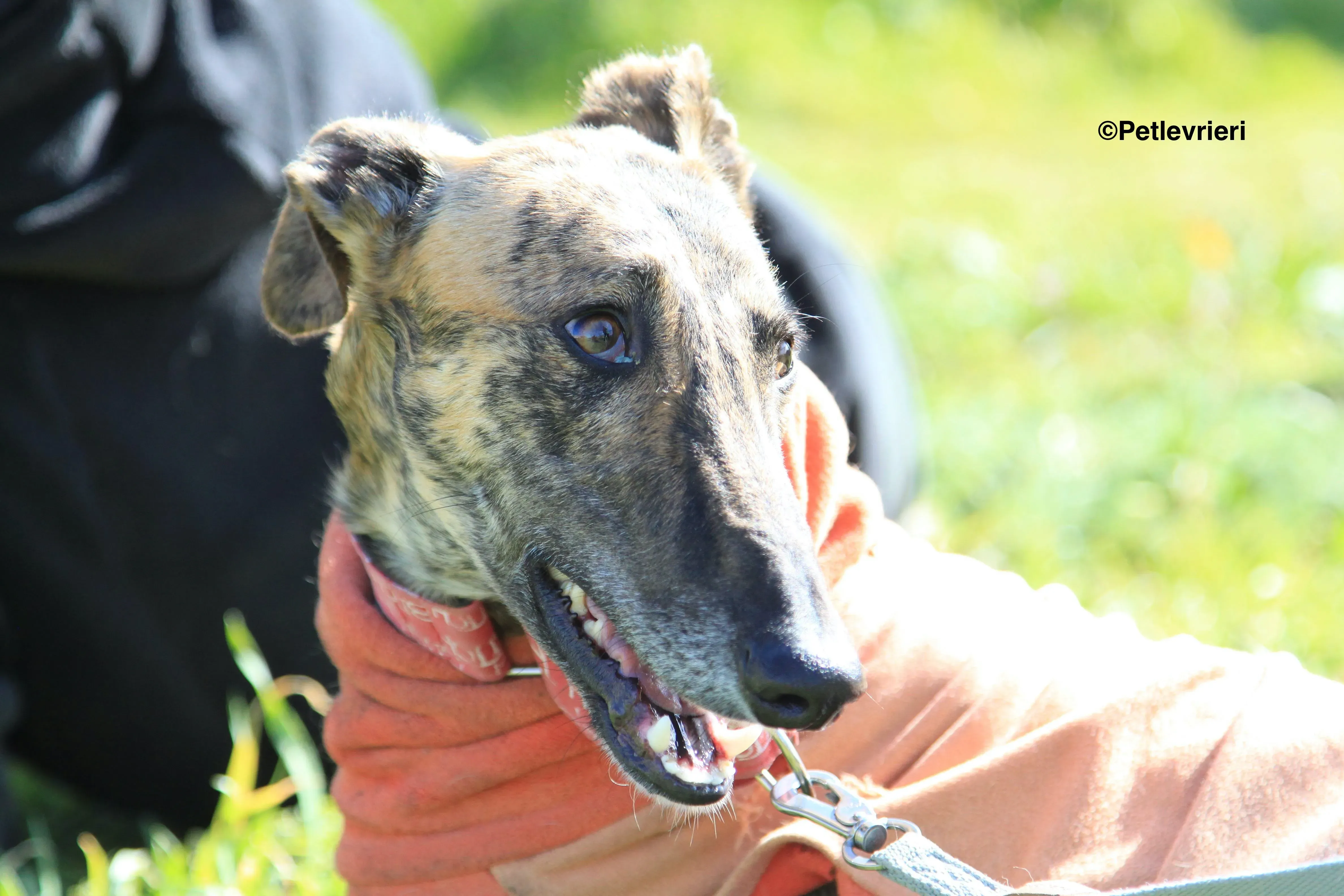 Mateo adozione levrieri galgo 13 2