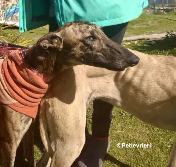 Mateo adozione levrieri galgo 13