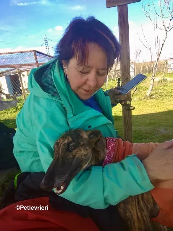 Mateo adozione levrieri galgo 14