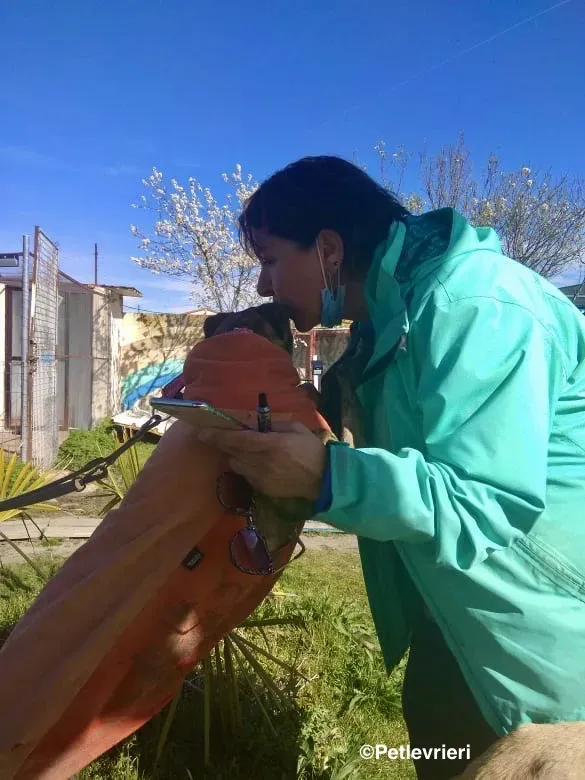 Mateo adozione levrieri galgo 15