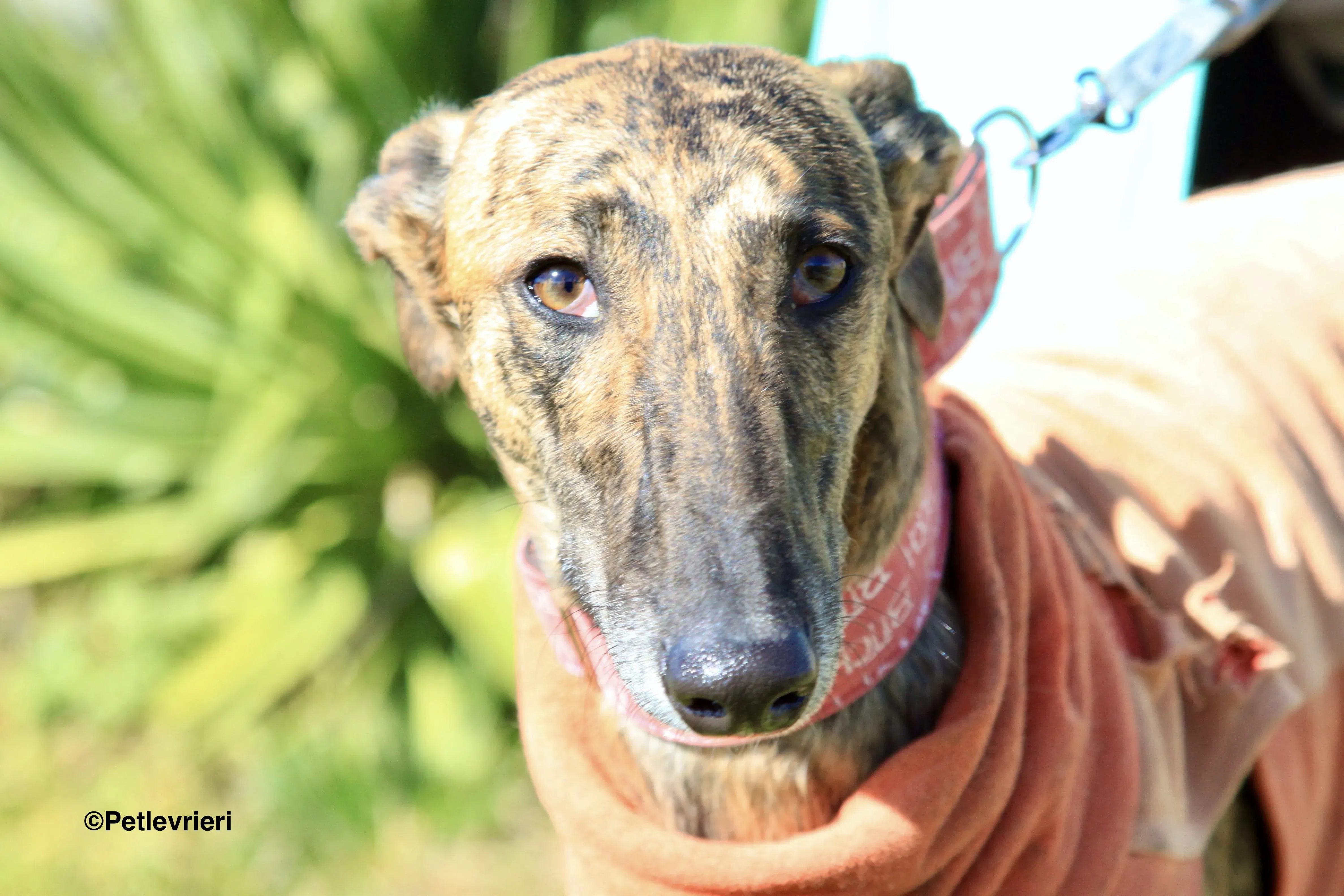 Mateo adozione levrieri galgo 2 2