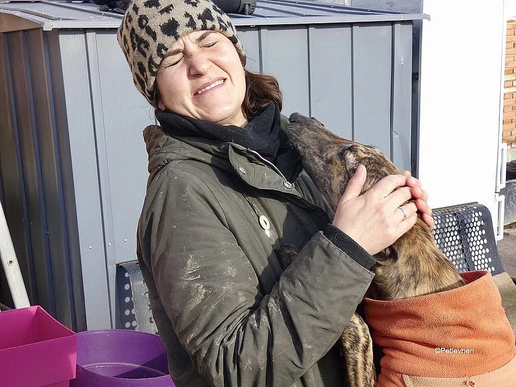 Mateo adozione levrieri galgo 2