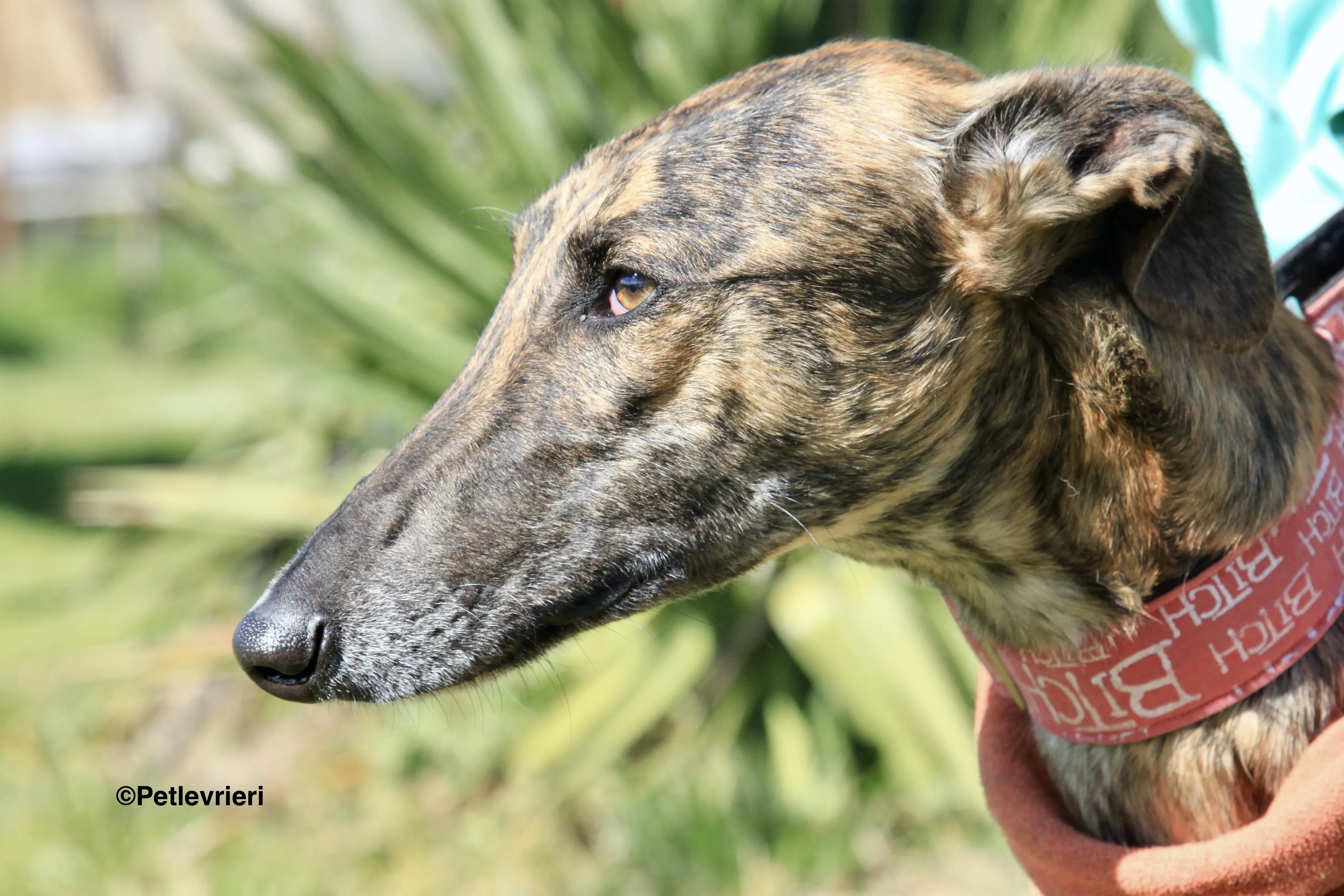 Mateo adozione levrieri galgo 3 2