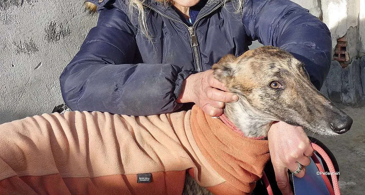 Mateo adozione levrieri galgo 3