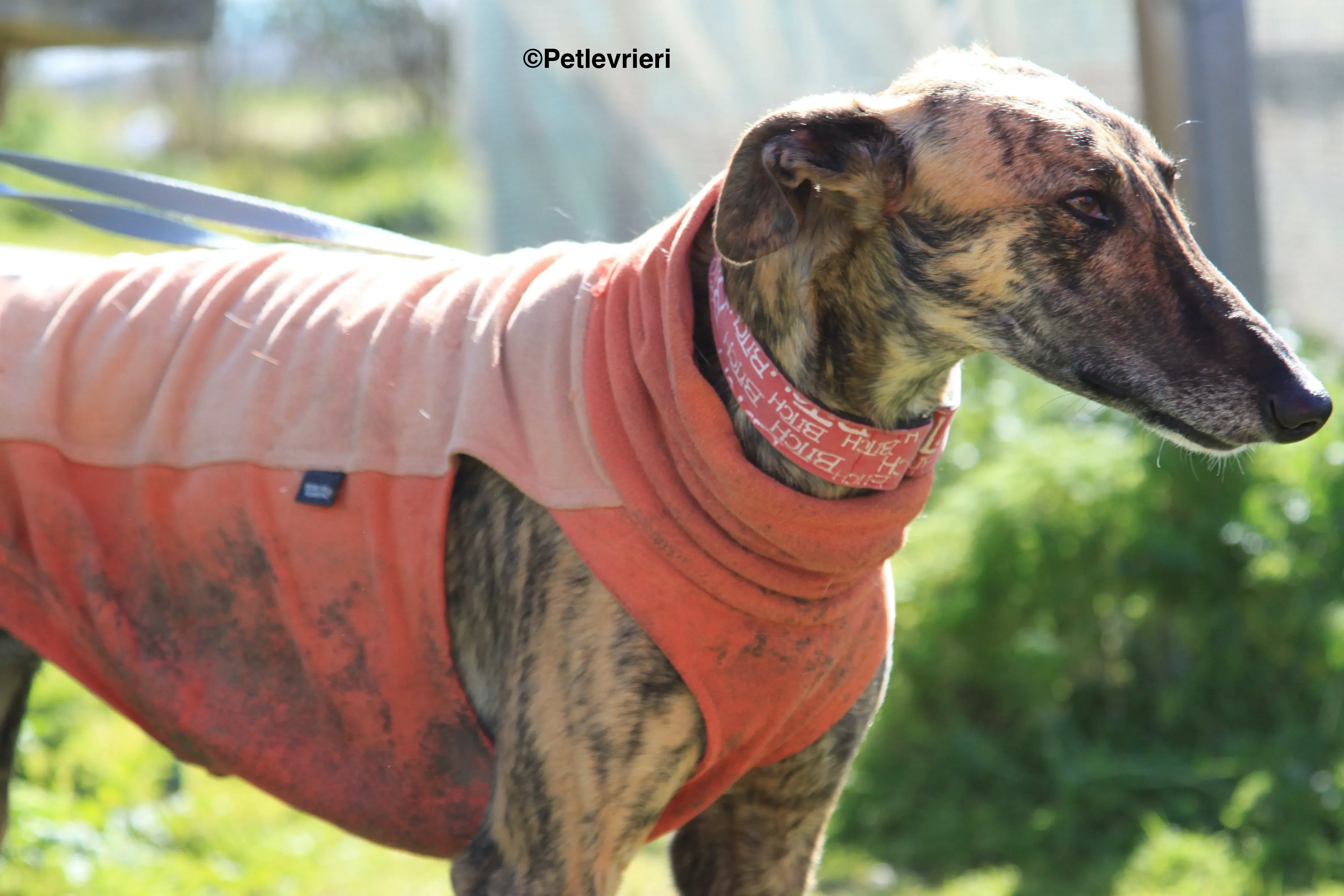 Mateo adozione levrieri galgo 4 2