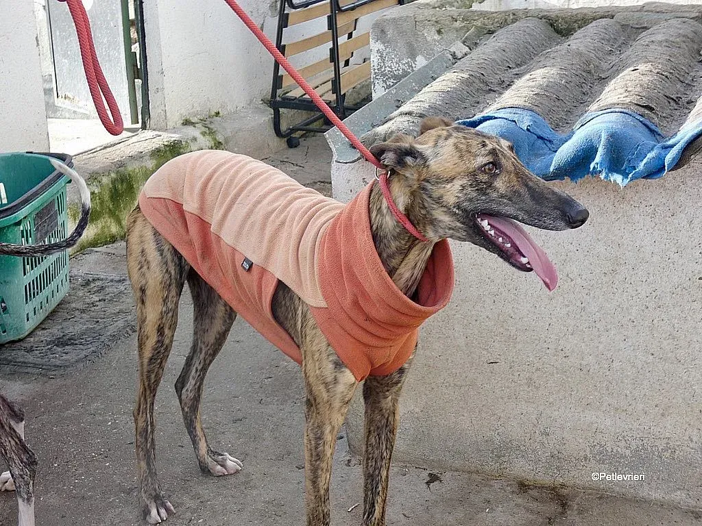 Mateo adozione levrieri galgo 4
