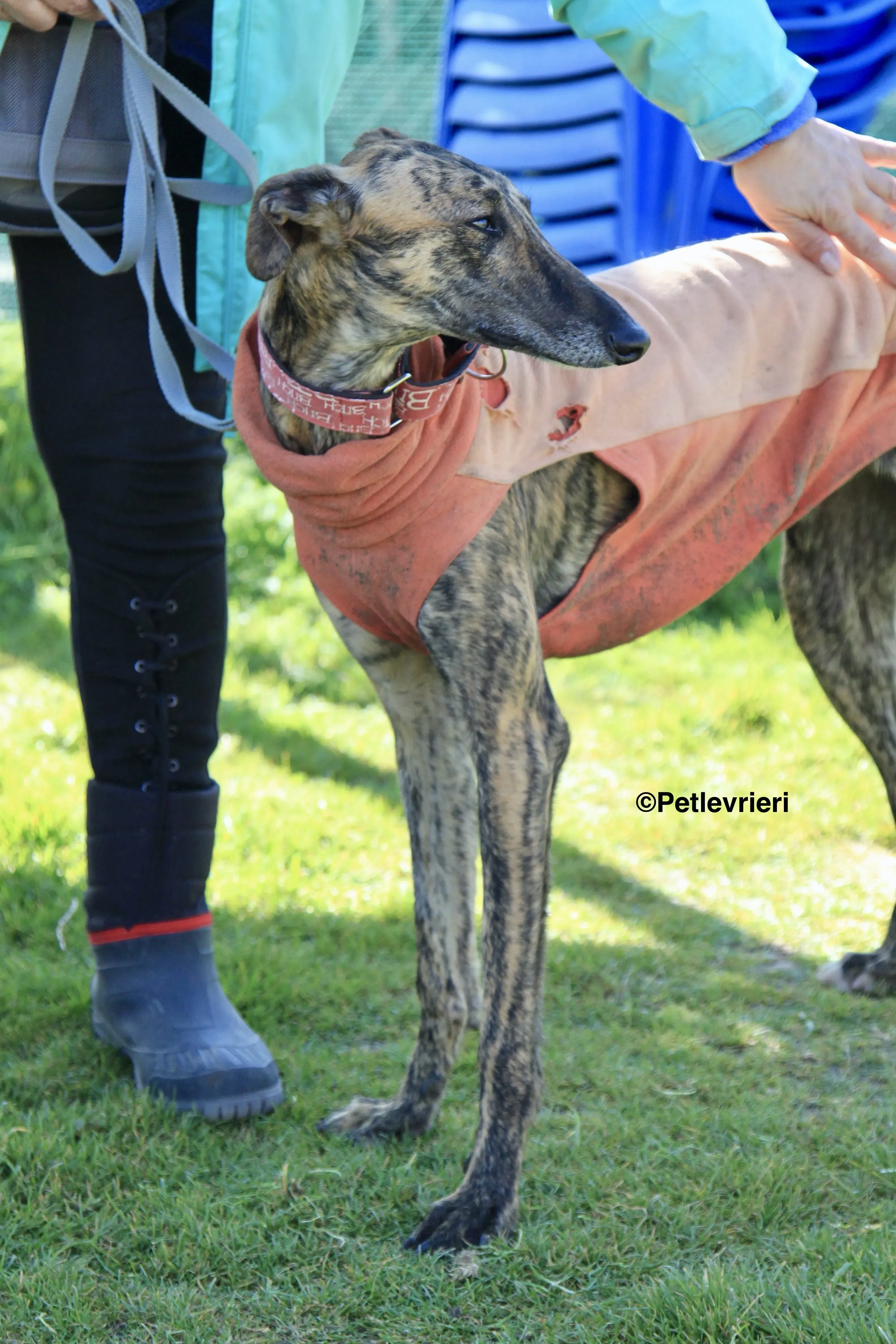 Mateo adozione levrieri galgo 5 2