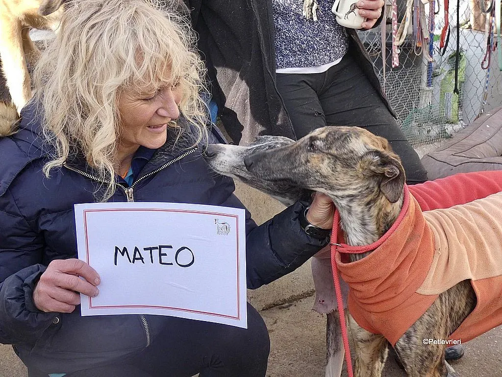 Mateo adozione levrieri galgo 5