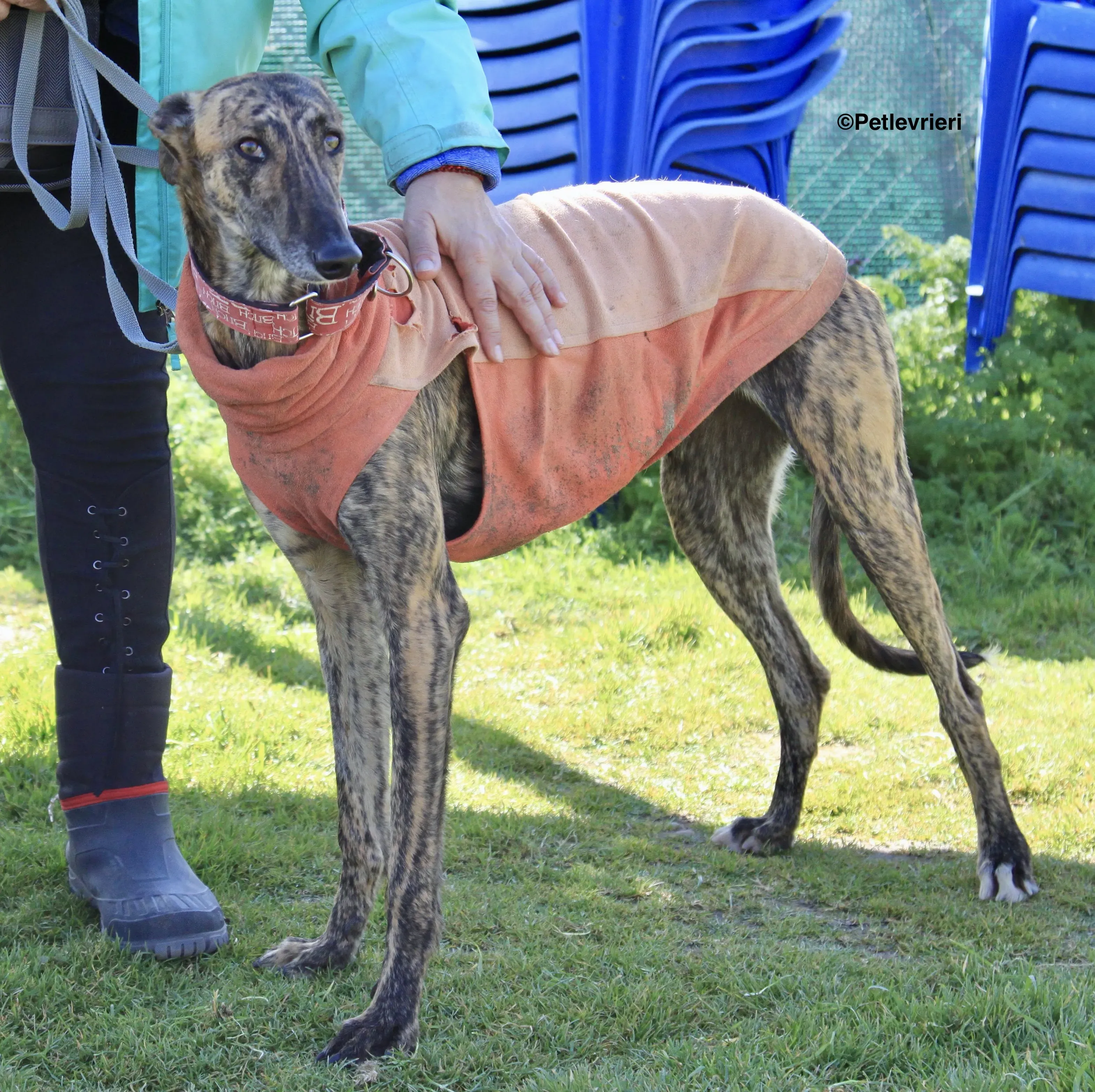 Mateo adozione levrieri galgo 6 2