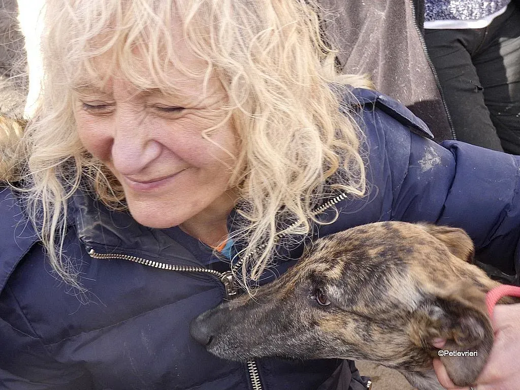 Mateo adozione levrieri galgo 6