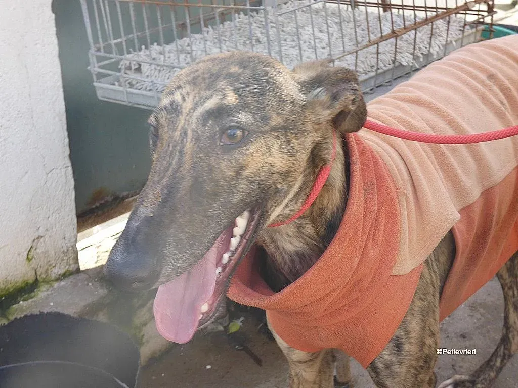 Mateo adozione levrieri galgo 7