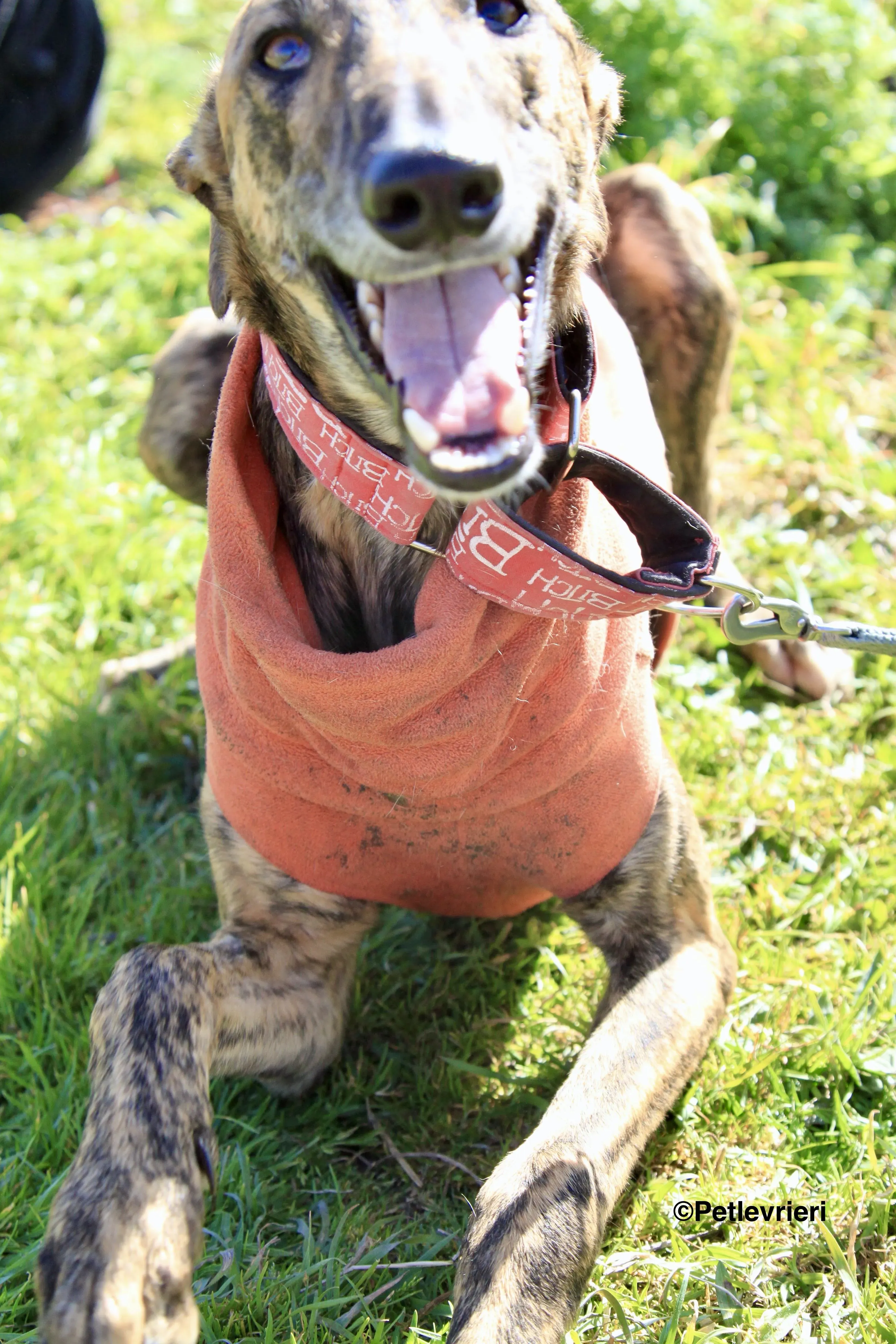 Mateo adozione levrieri galgo 8 2