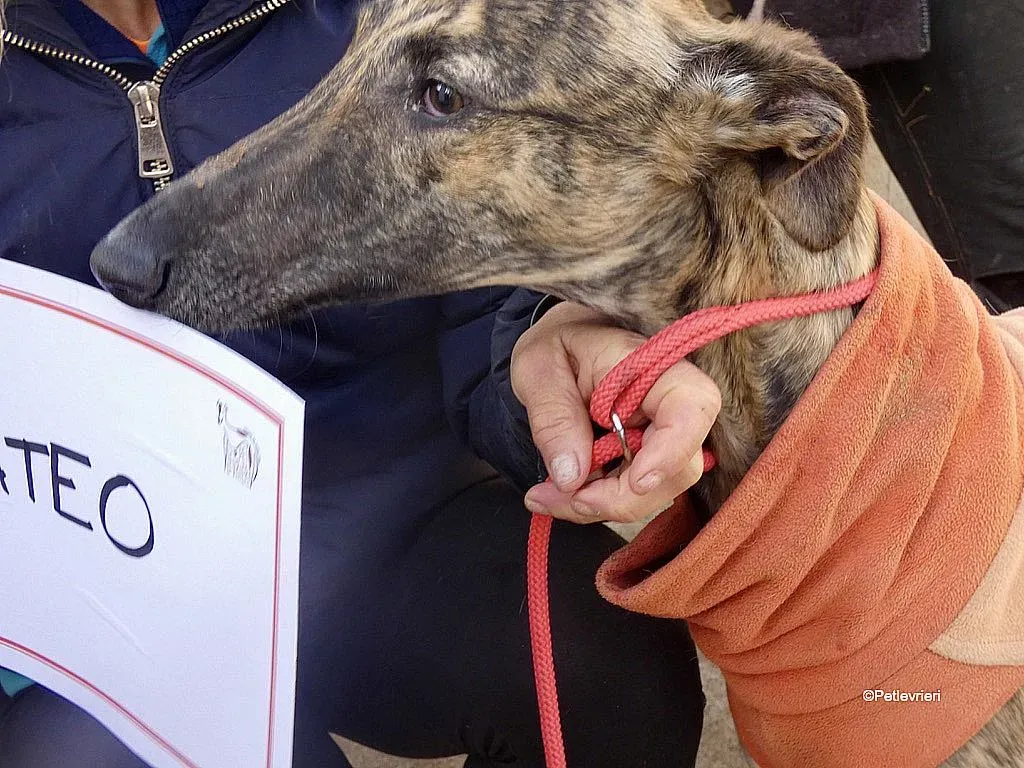 Mateo adozione levrieri galgo 8