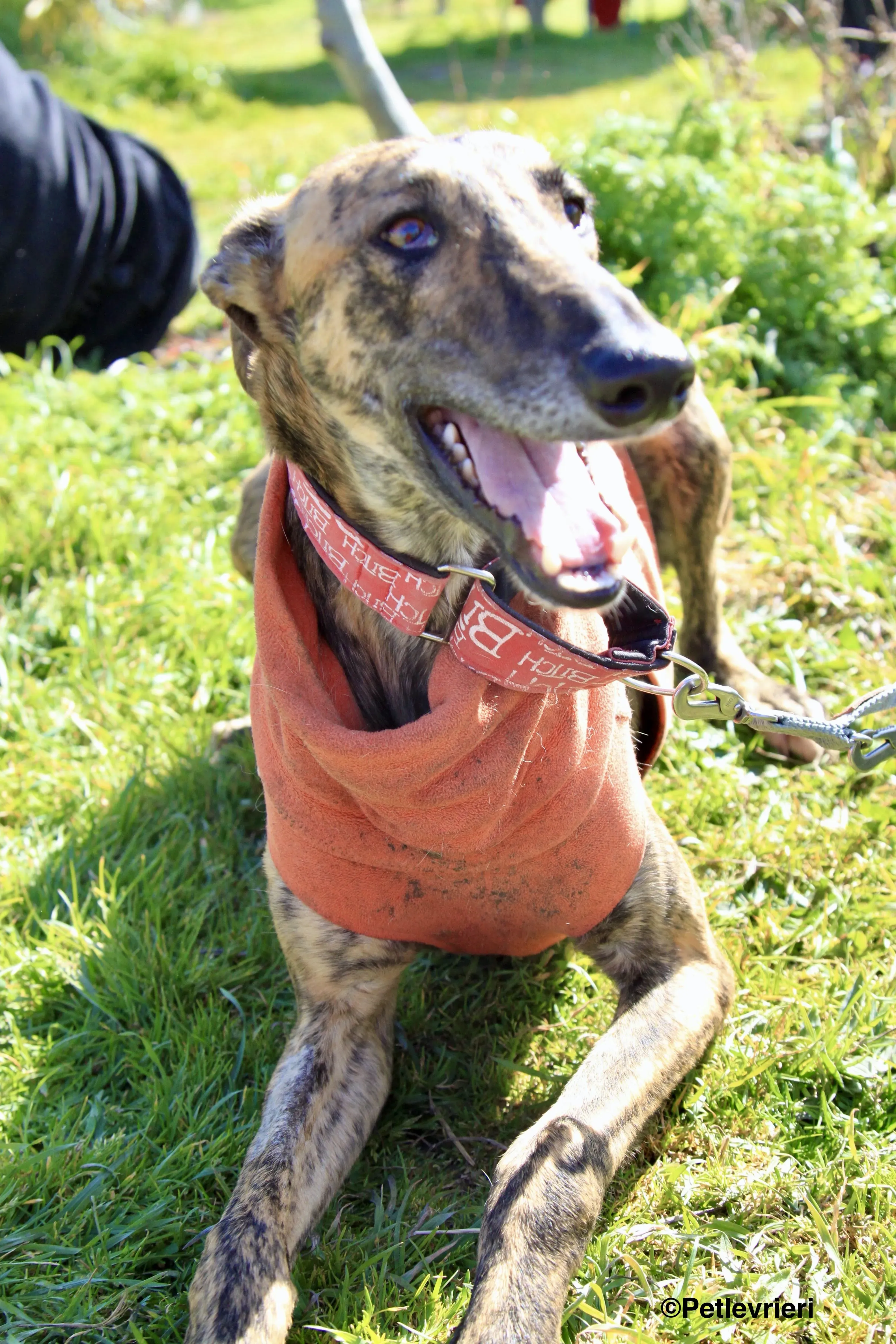 Mateo adozione levrieri galgo 9 2