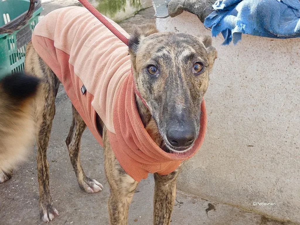 Mateo adozione levrieri galgo 9