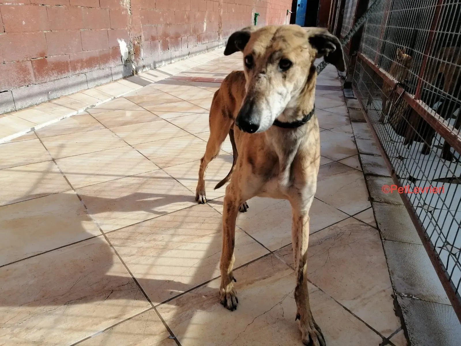 Mathias adozione levrieri galgo .2