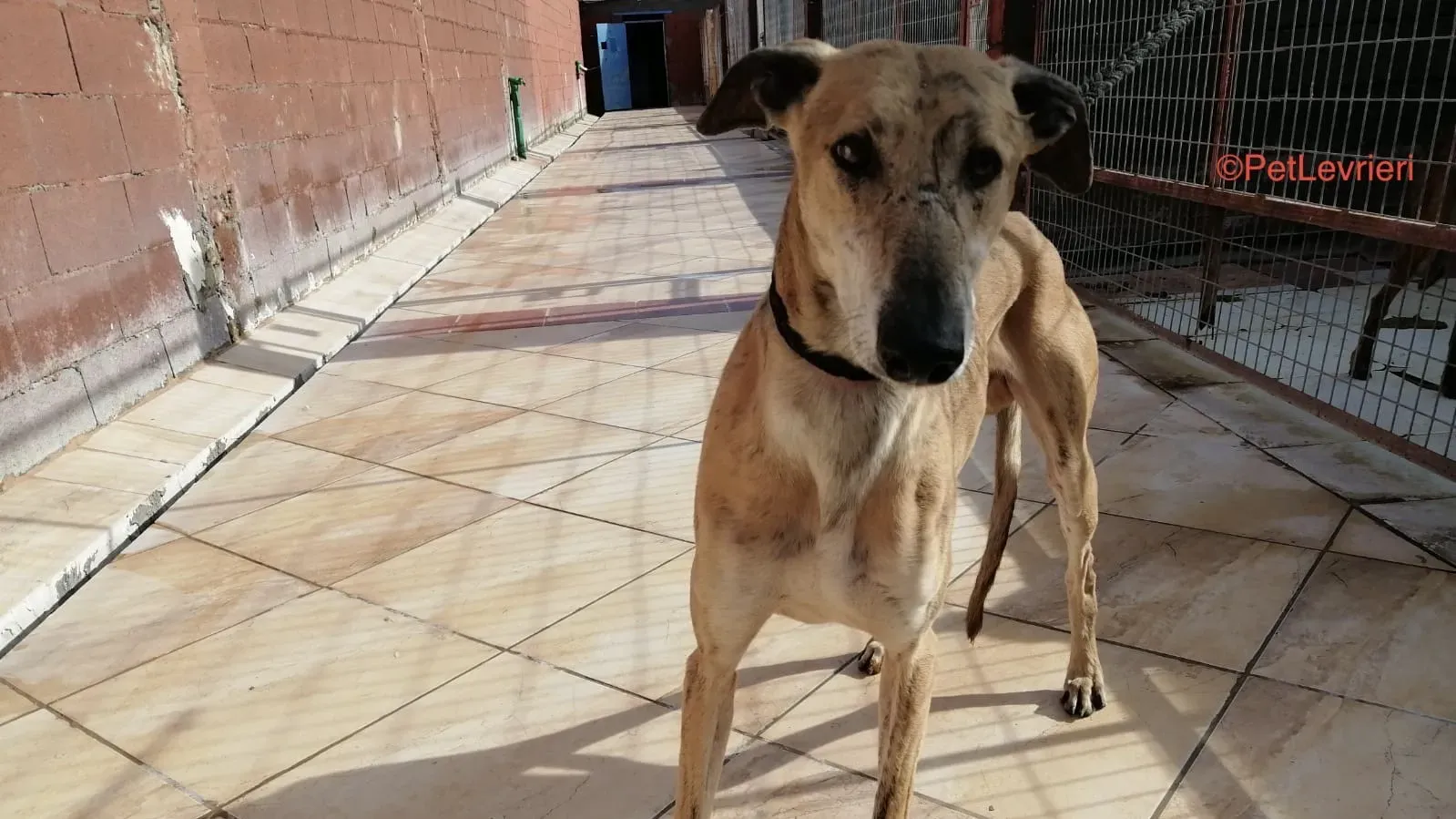 Mathias adozione levrieri galgo 1